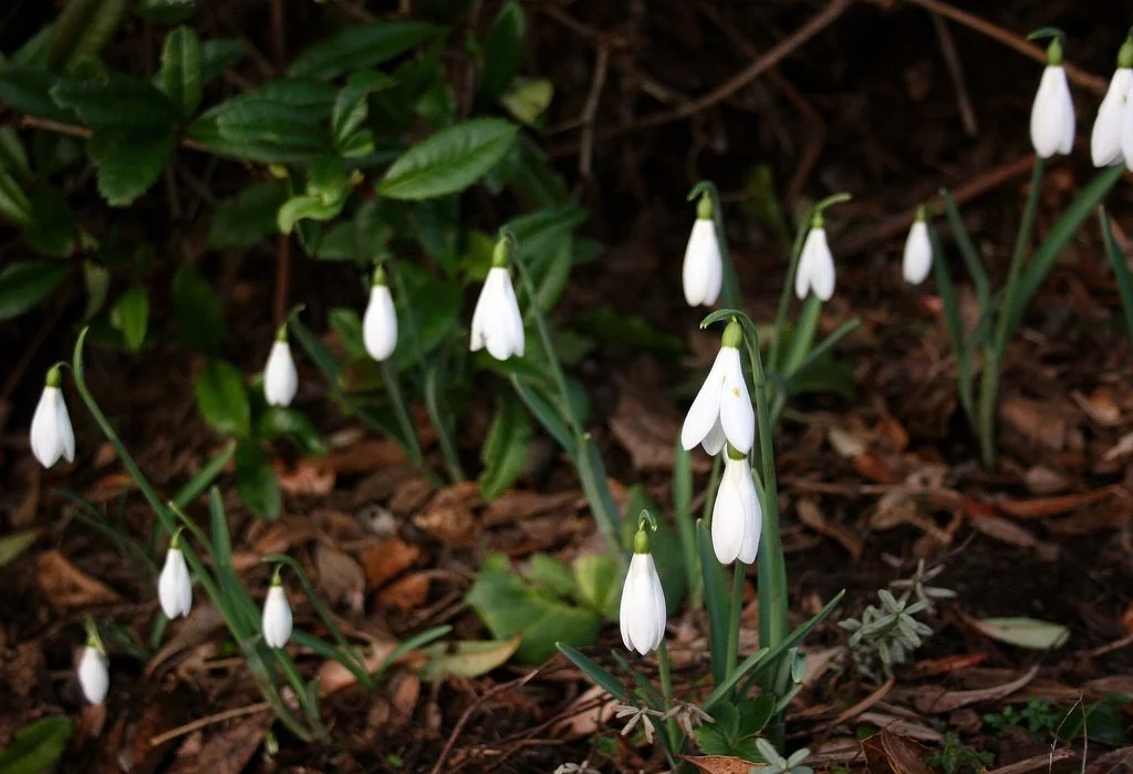 Little drops of green and white