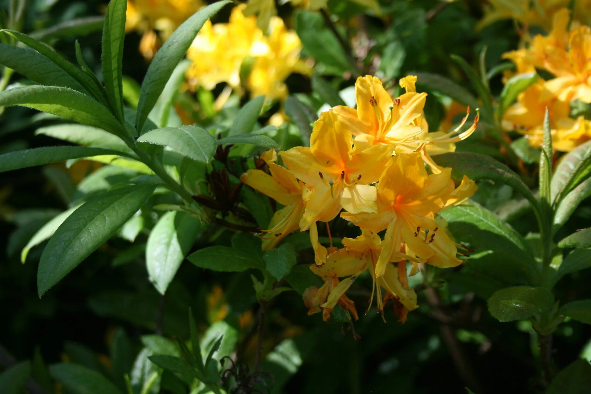 Azaleas - a memory of colour