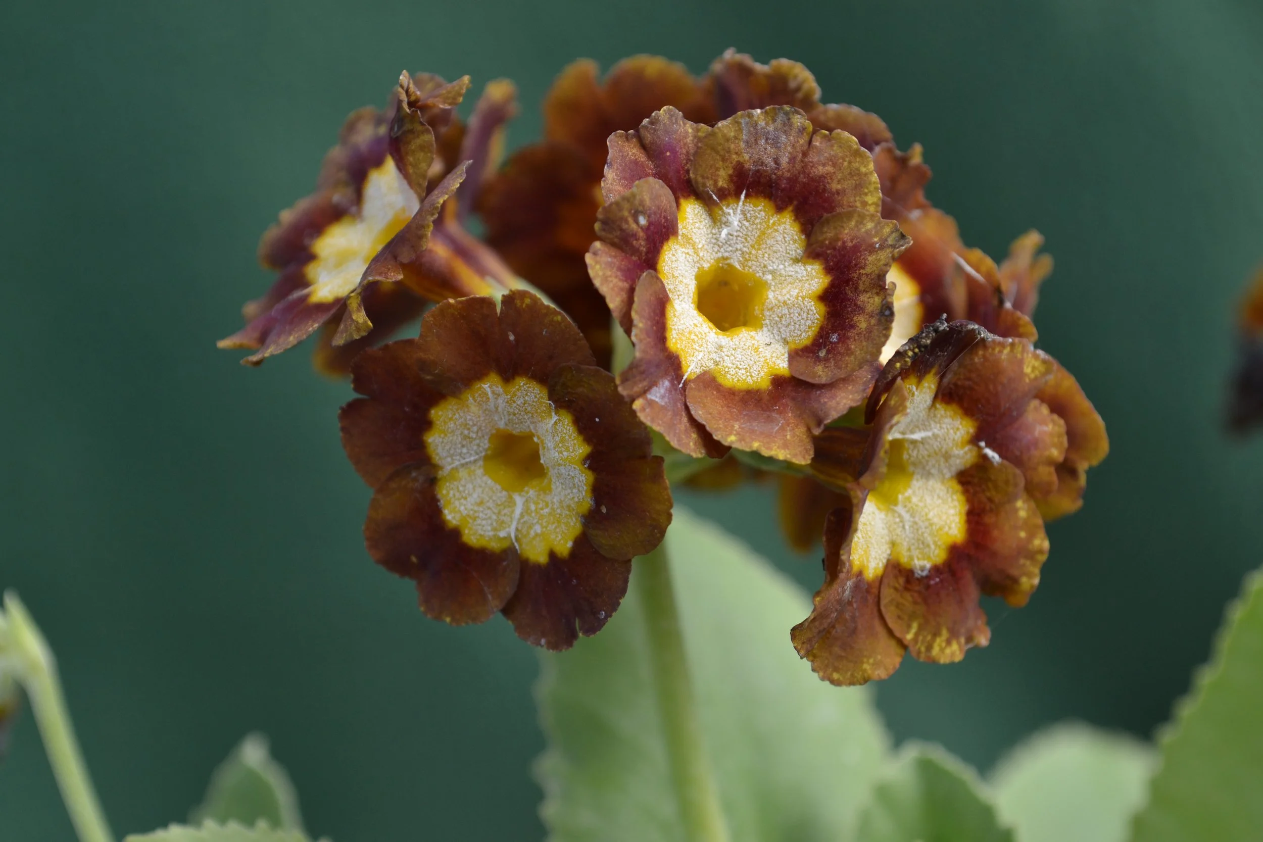 Old fashioned primroses &amp; auriculas