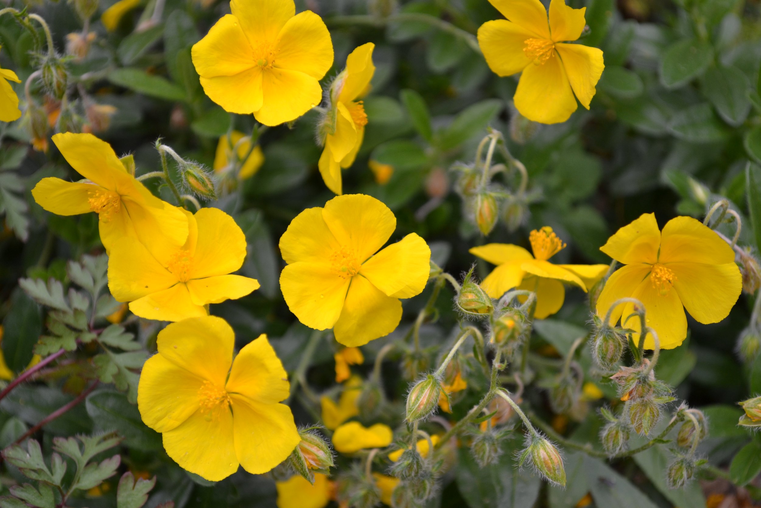 Sun loving rock roses