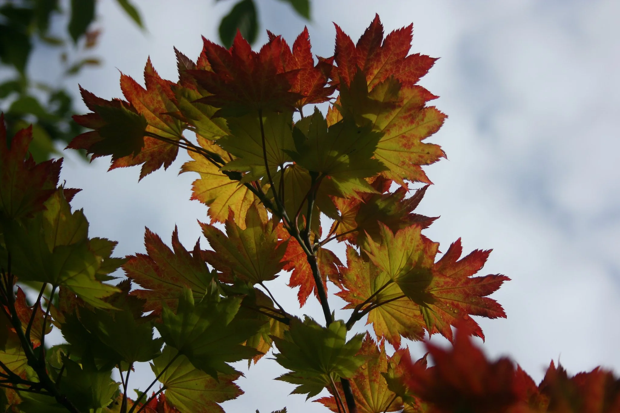 Making leaf mould &amp; a recipe for potting compost
