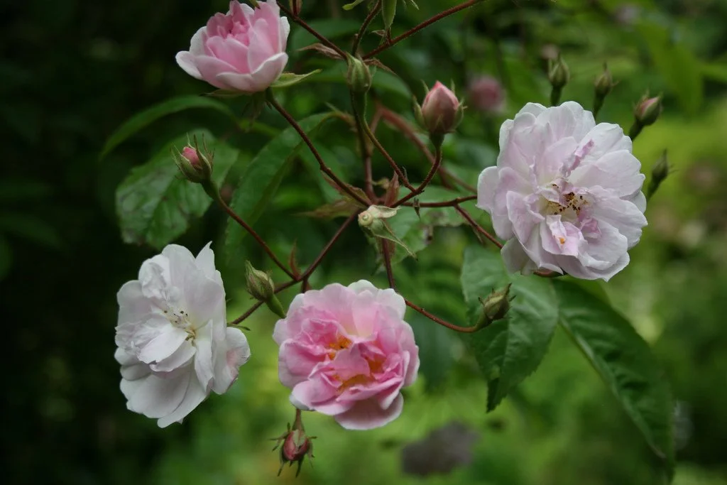 Opulence in the midsummer garden