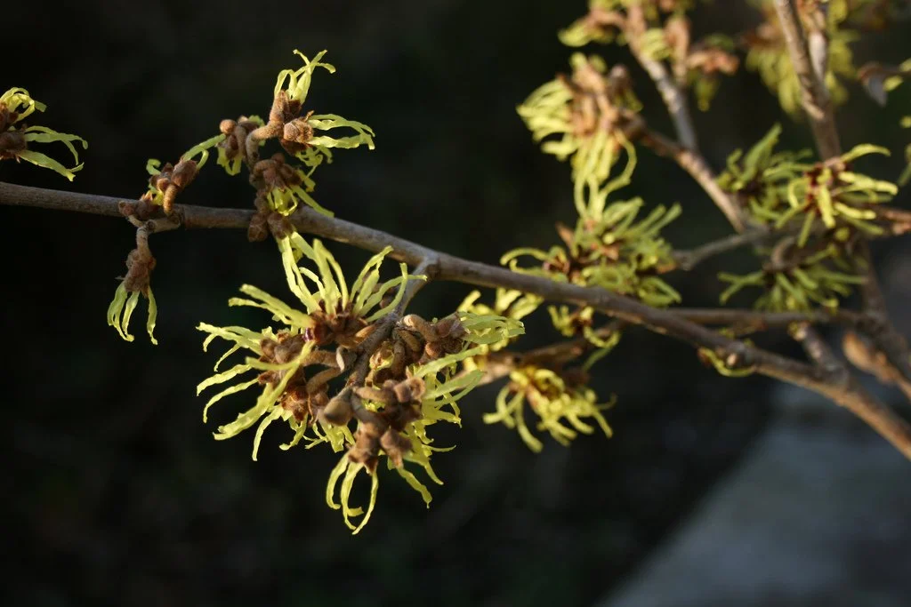 The magic of Witch Hazel