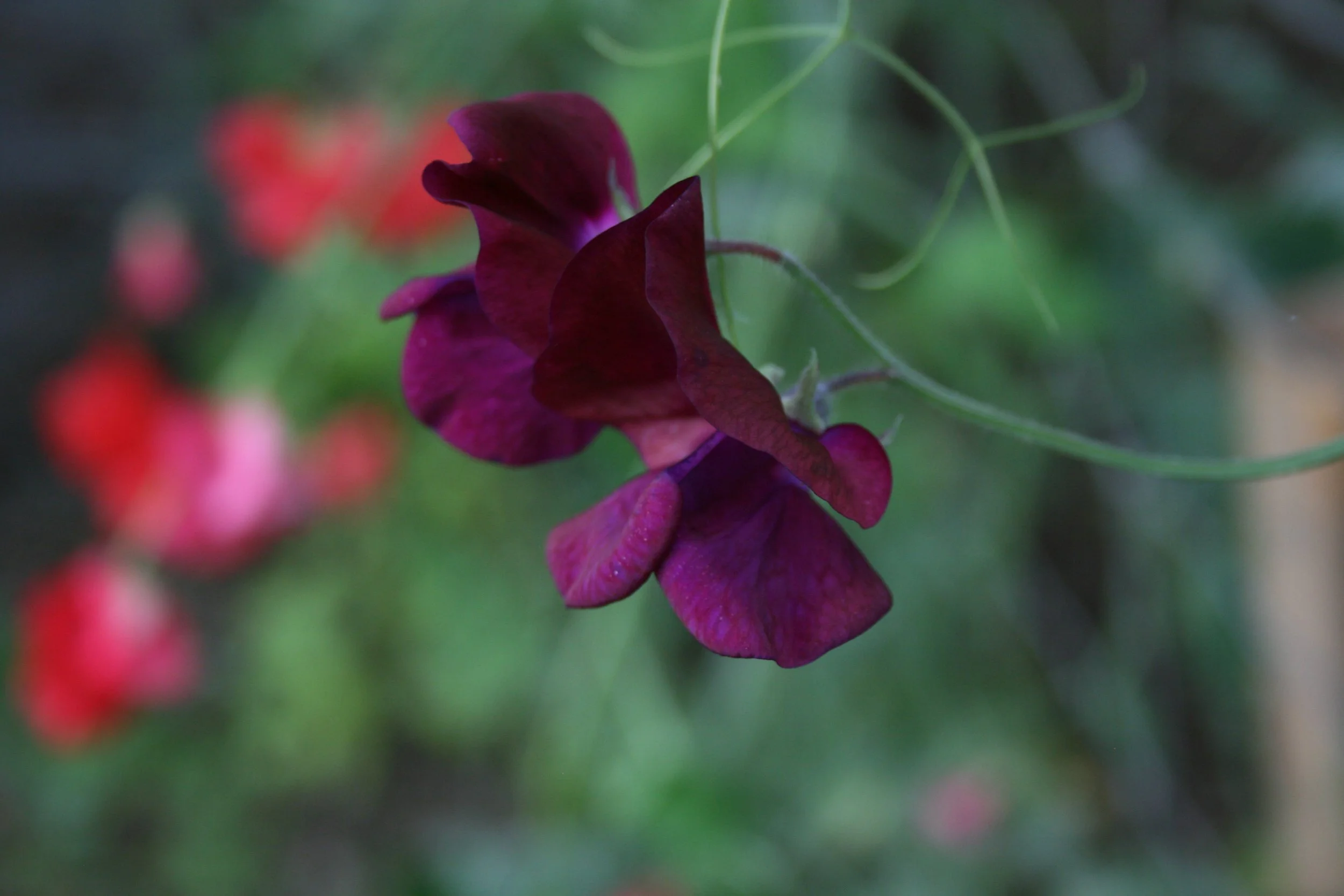 The sweet scent of sweet peas&nbsp;