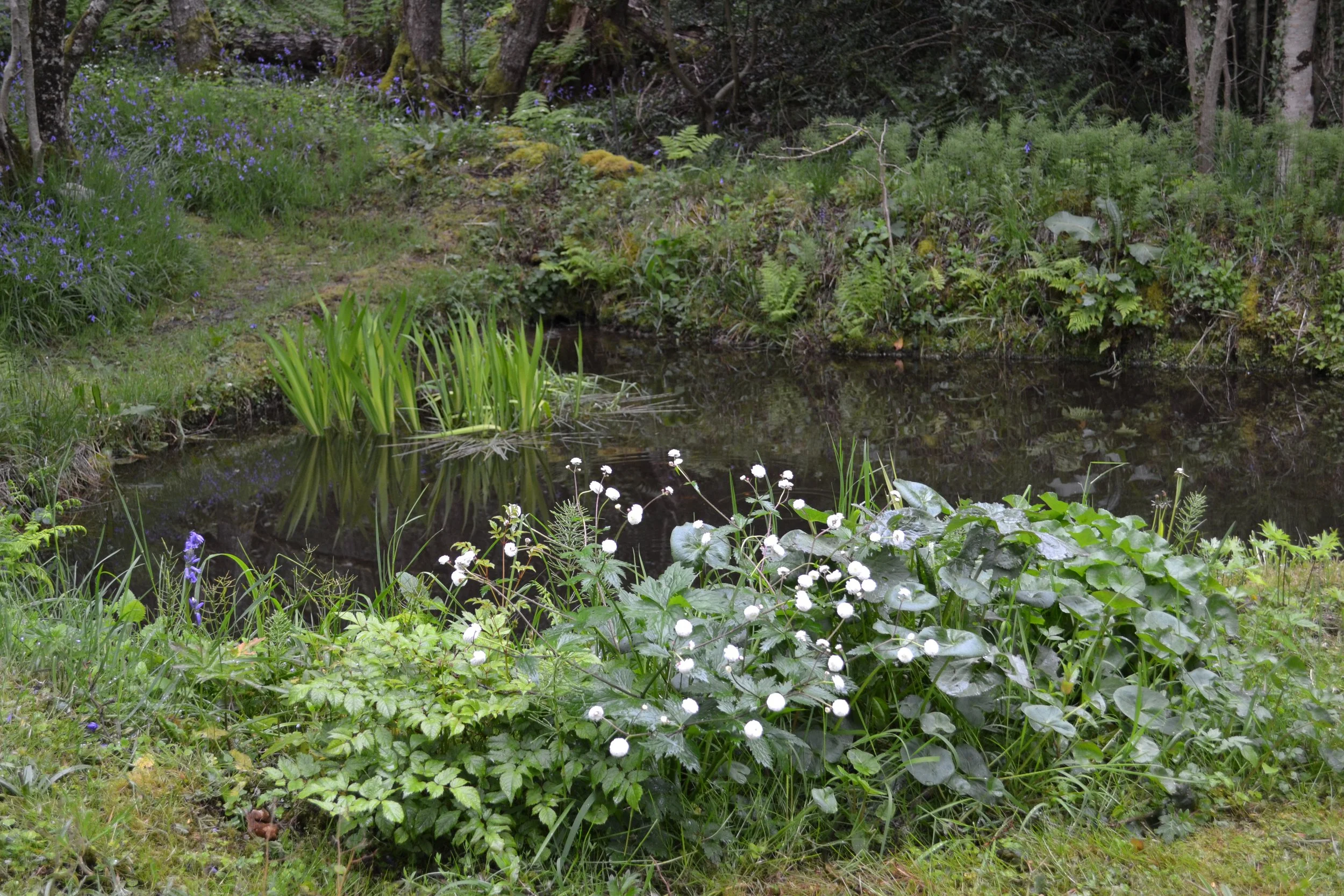 Building a pond