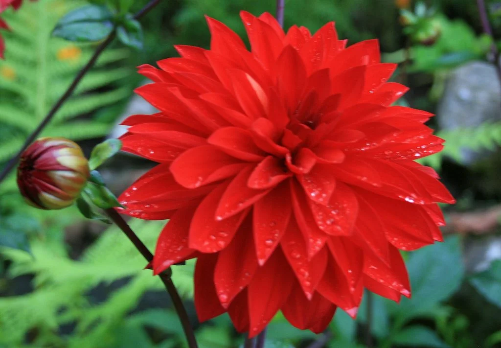 Planting for annual colour