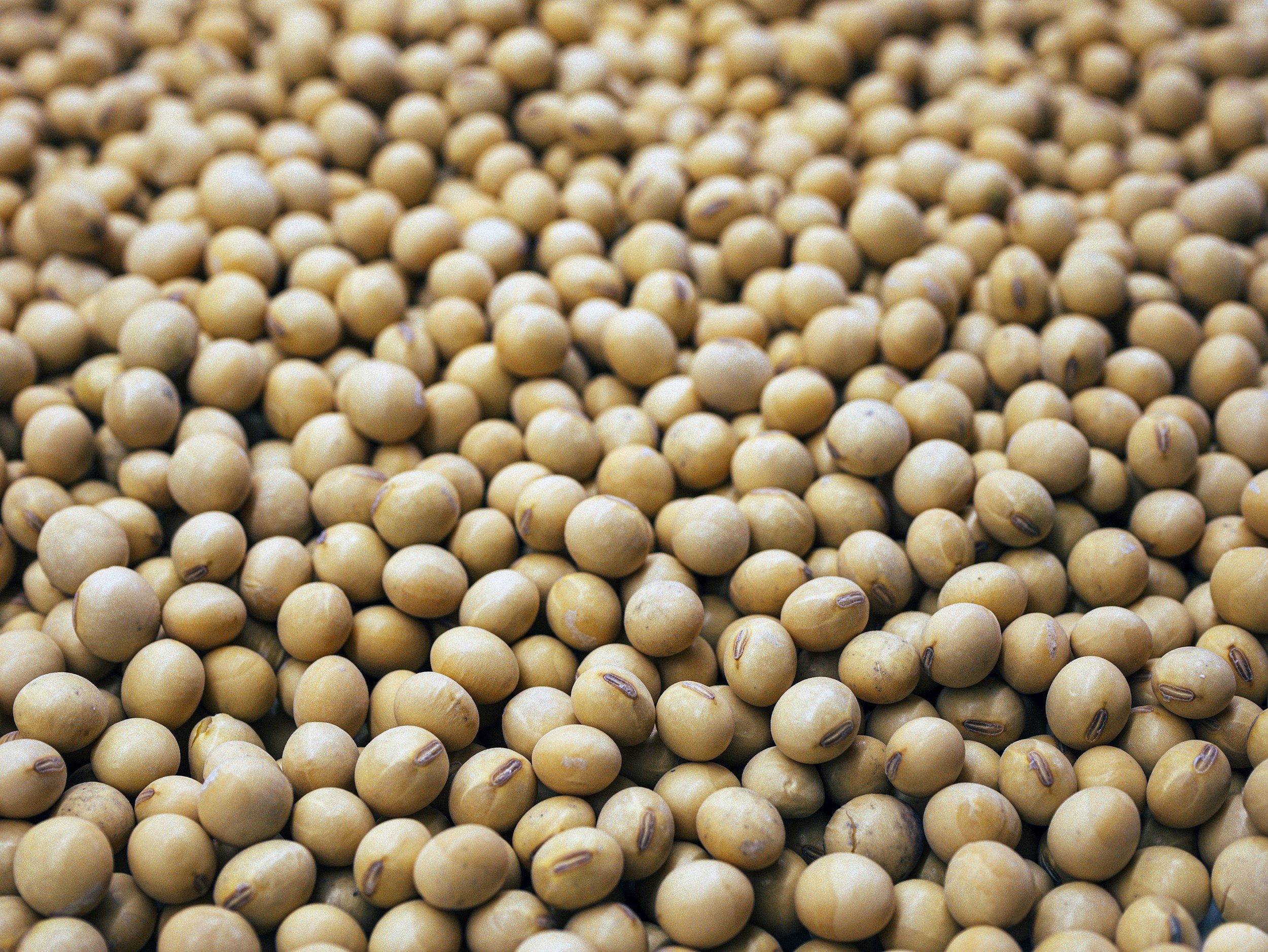 Close-up image of dried yellow soybeans piled together.