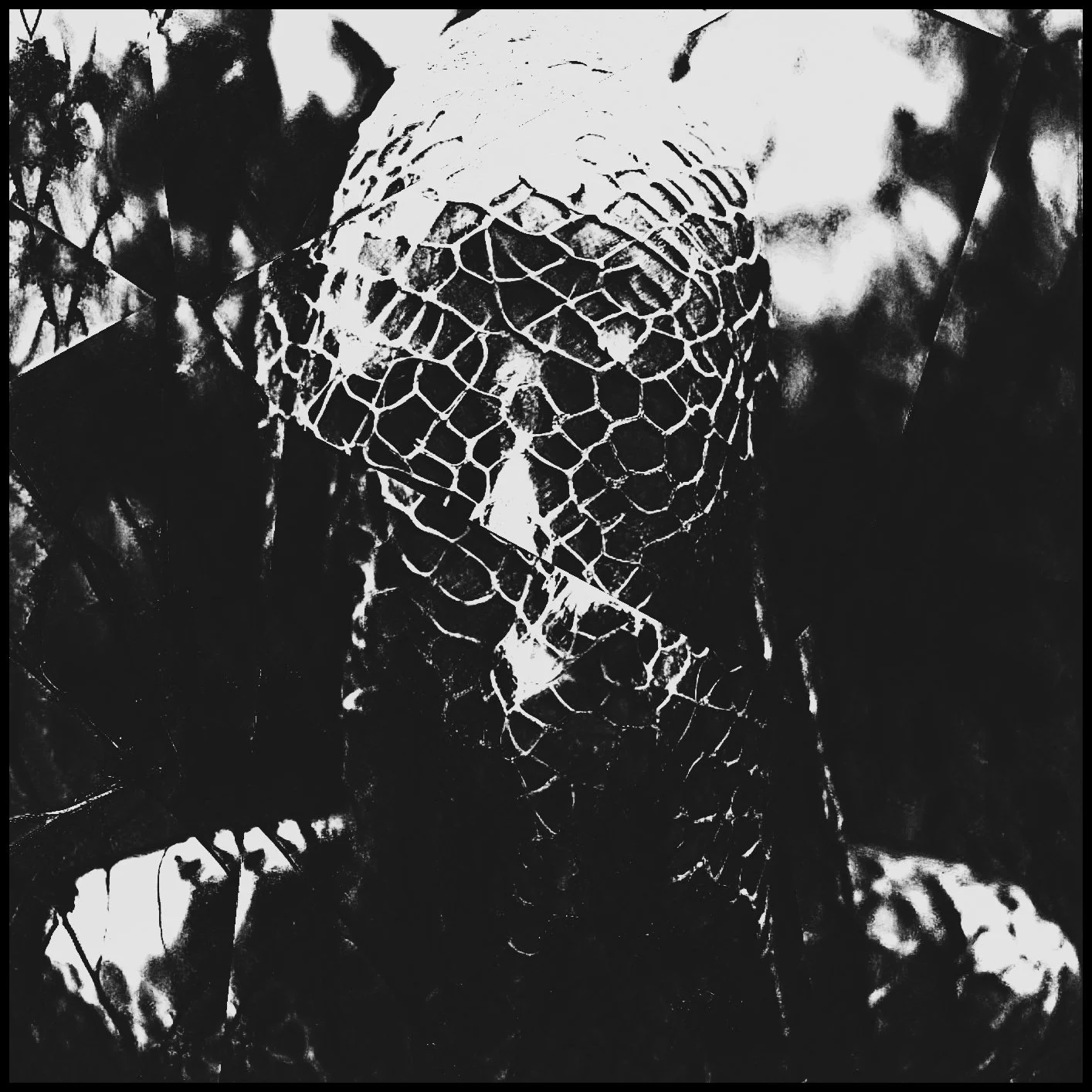 Close-up of a spider web on dark leaves with reflections, in black and white.