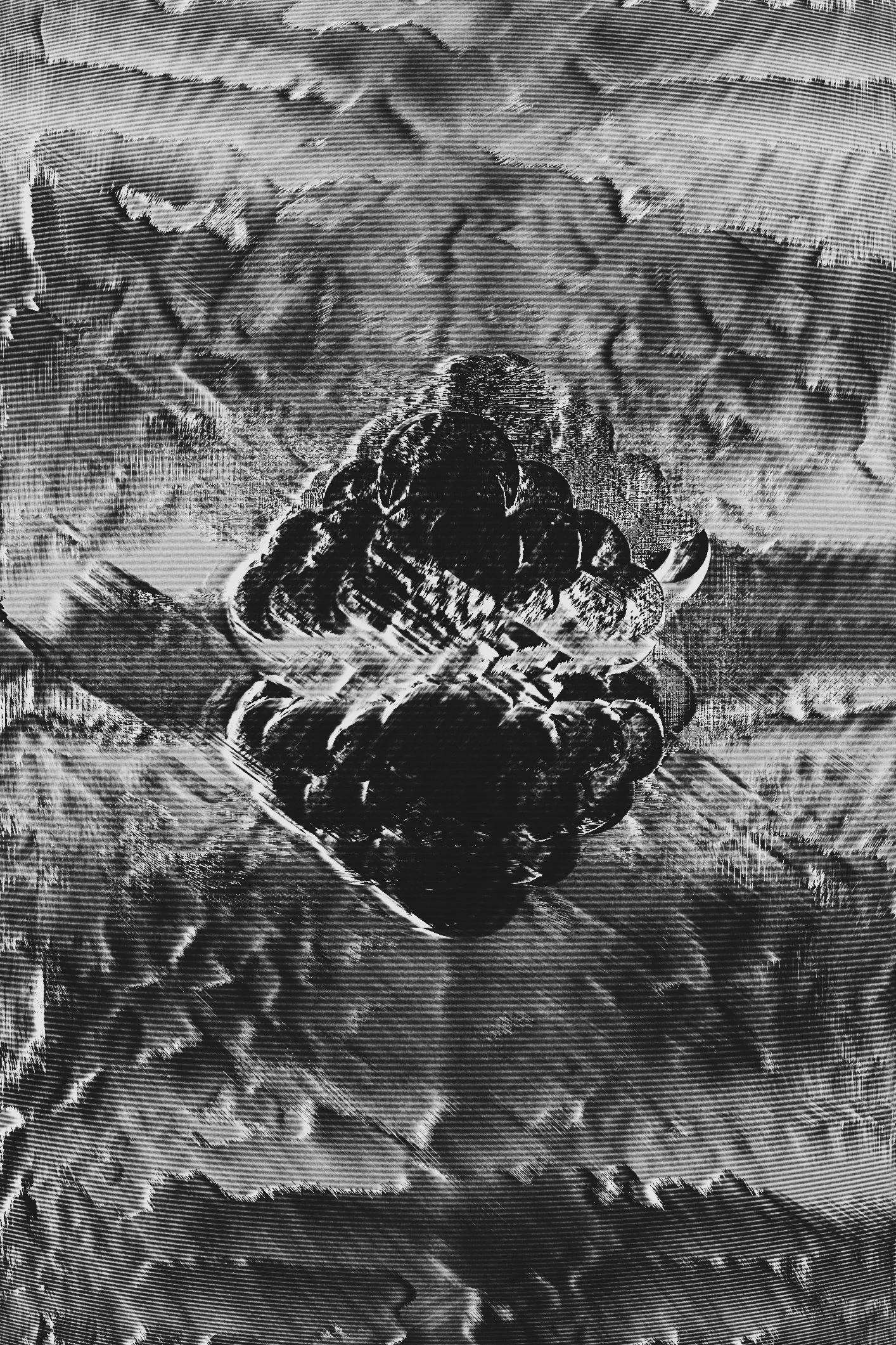 Black and white close-up photo of a small bee resting on a flower.