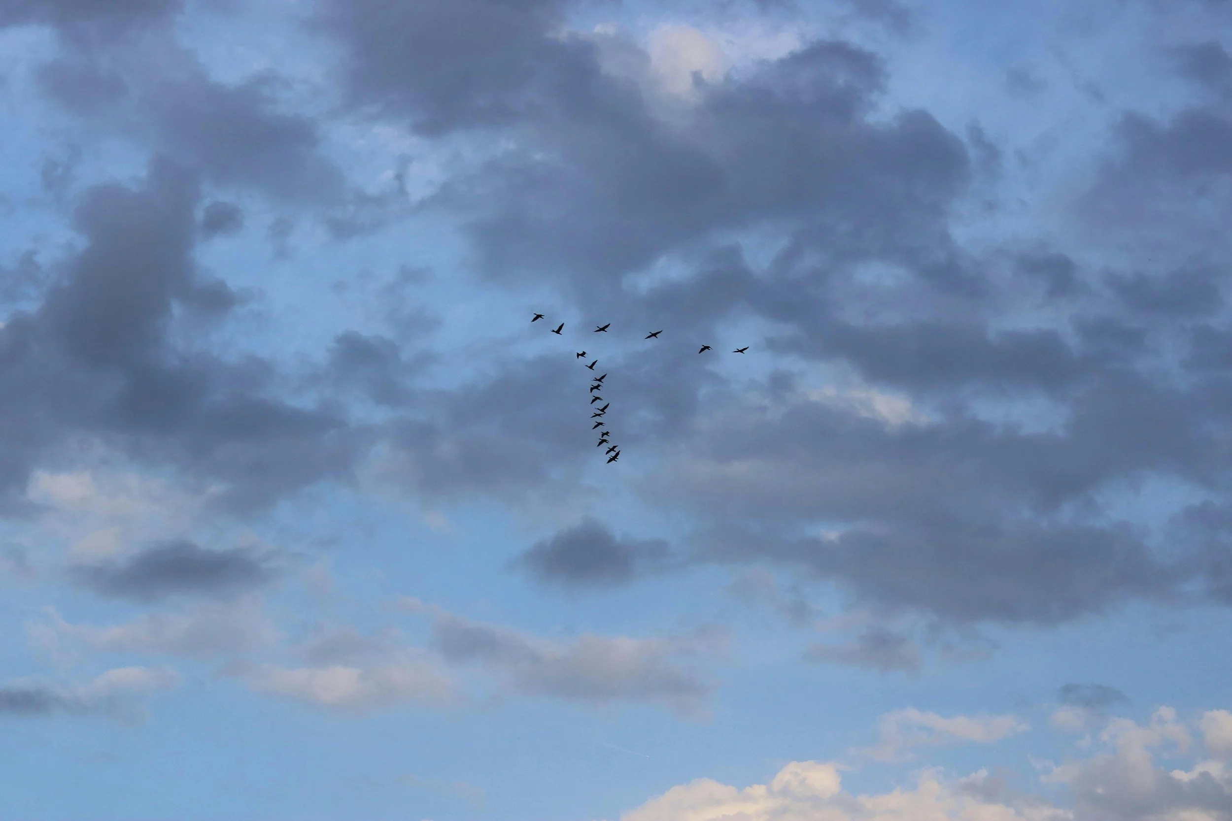 Vogelzug am Himmel, zahlreiche Vögel fliegen in formation vor bewölktem Himmel.