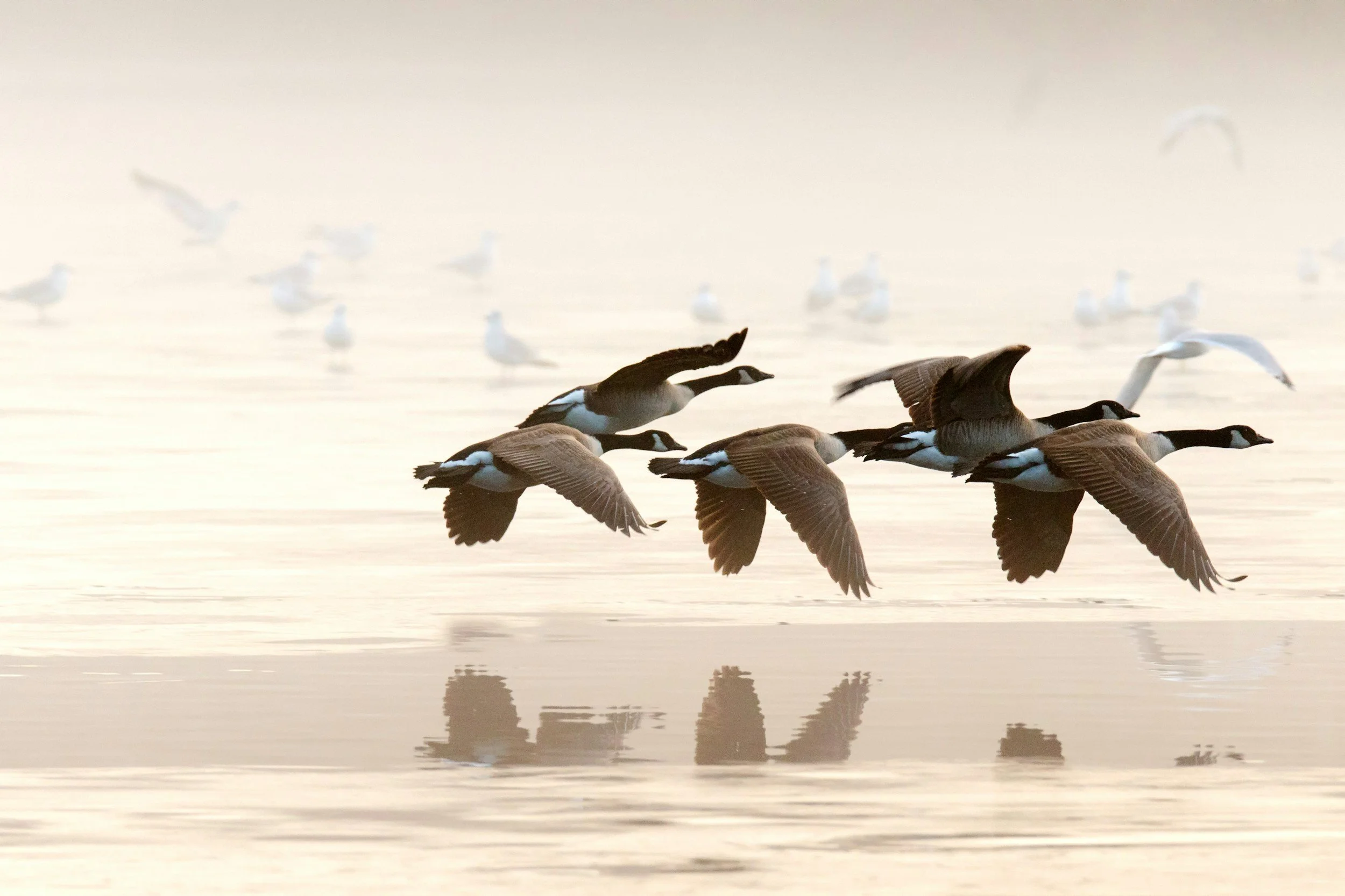 Enten fliegen über ruhiges Wasser bei Sonnenuntergang, die Wasseroberfläche spiegelt die Flugbewegungen wider.