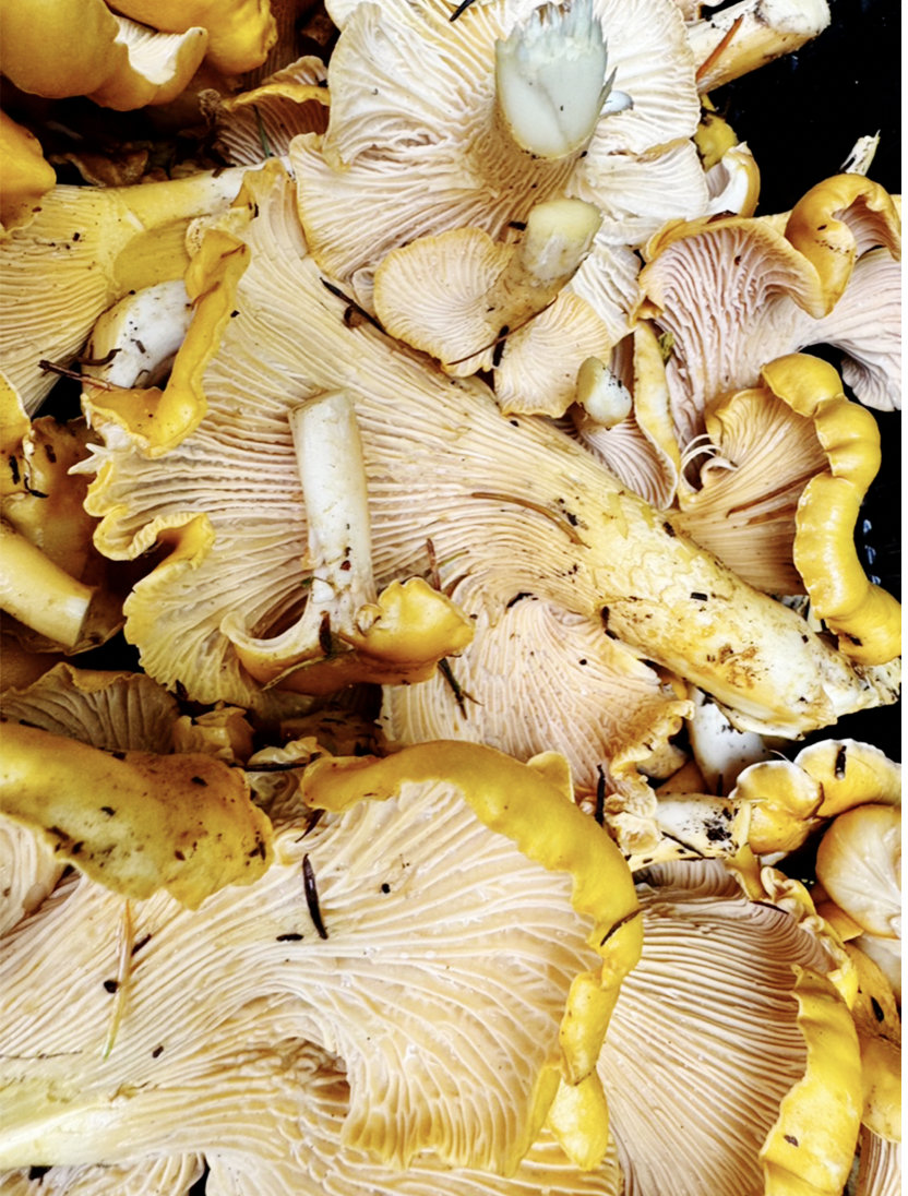 Close-up of yellow and white wild mushrooms piled together, showing their gills and caps.