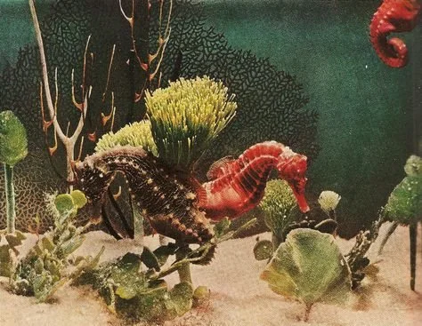 seahorse.jpeg