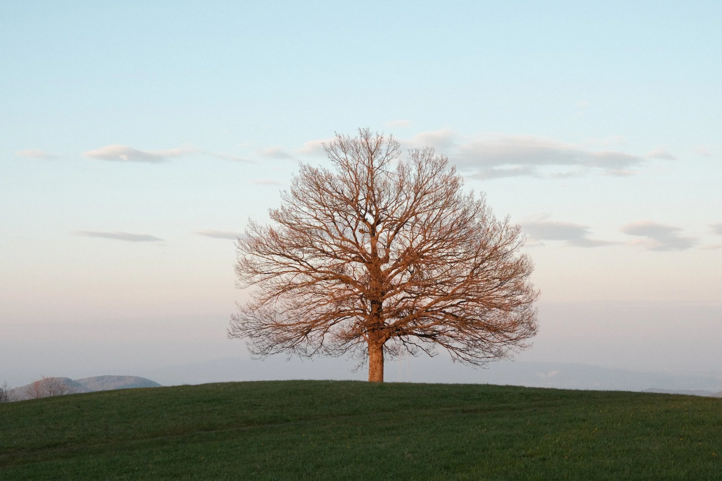 A large leafless tree standing in a grassy field against a cloudy sky during dusk or dawn.