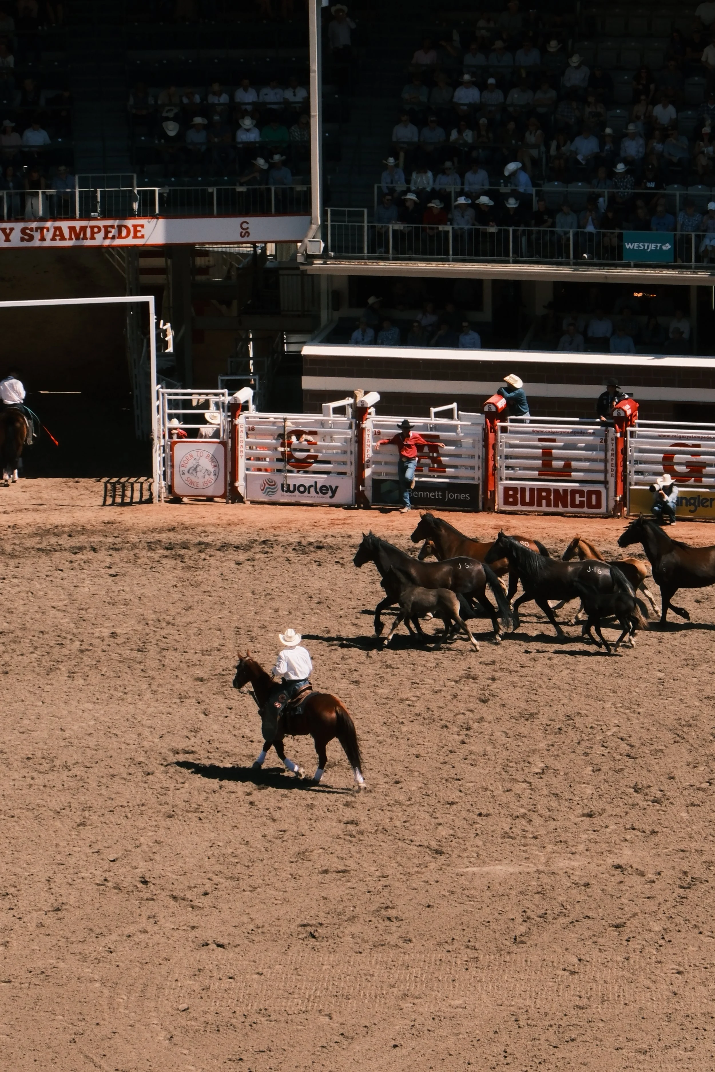 A rodeo scene with horses, cowboys, and spectators in the stands. Several horses are in the arena, and some cowboys are preparing for a rodeo event.