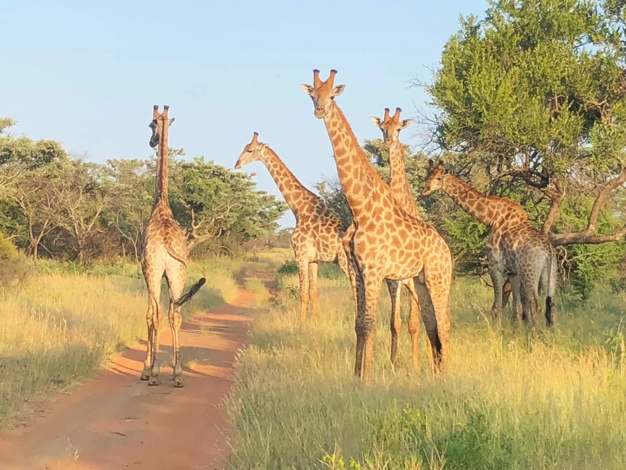 The Big Five - On Safari in South Africa