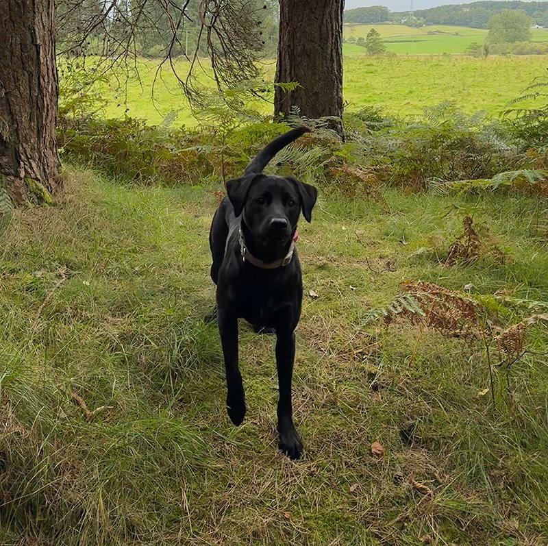 Fable the dog