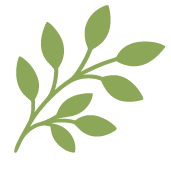 A sprig of green leaves with multiple small oval-shaped leaves.