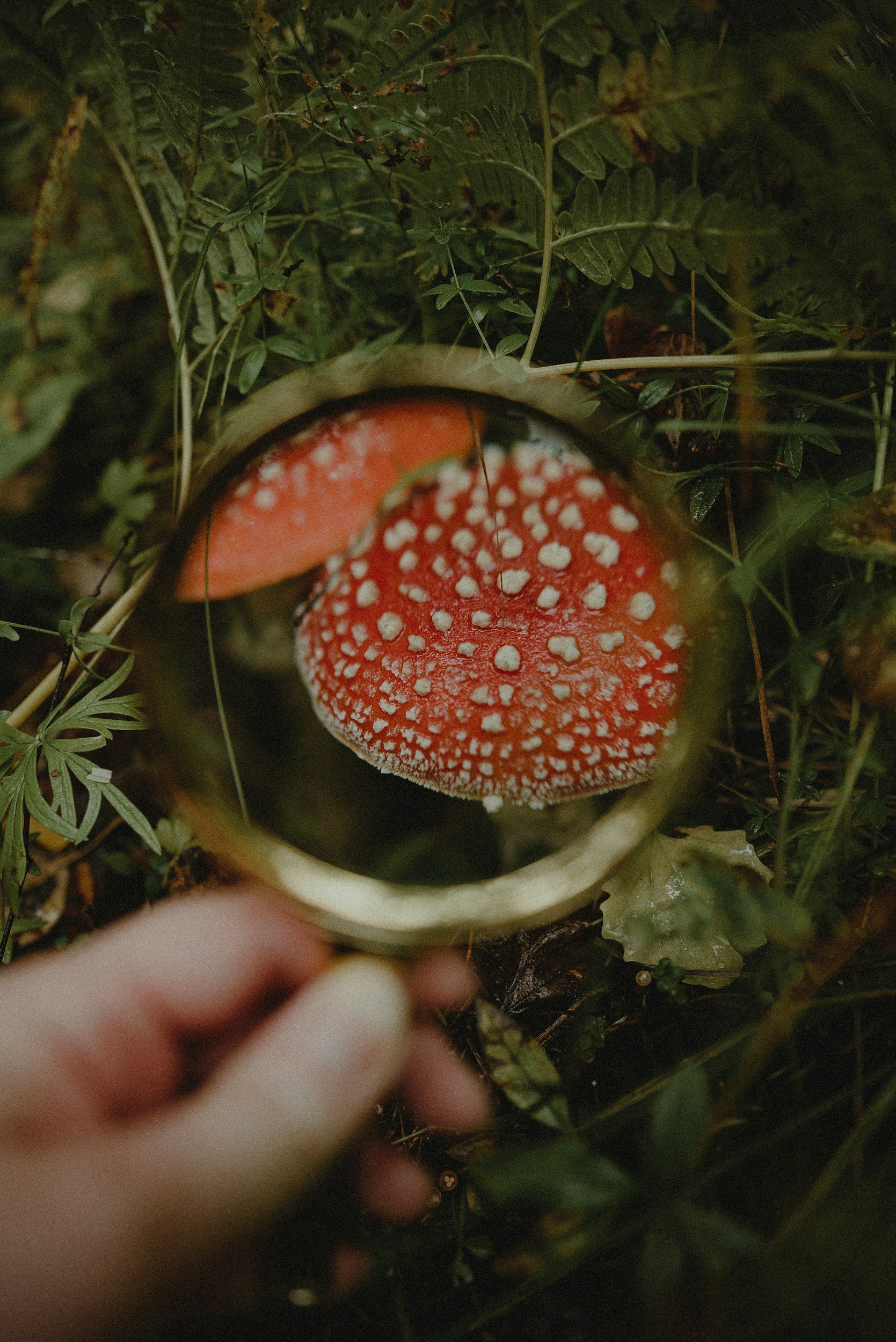 Red mushroom with white spots growing on forest floor among green leaves and foliage, viewed through a magnifying glass held by a person's hand.