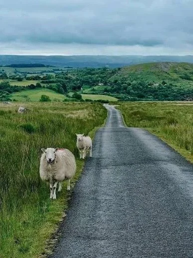 Photo of two sheep looking at the camera down a long tarmac road in the Welsh countryside. It's a stormy sky.
