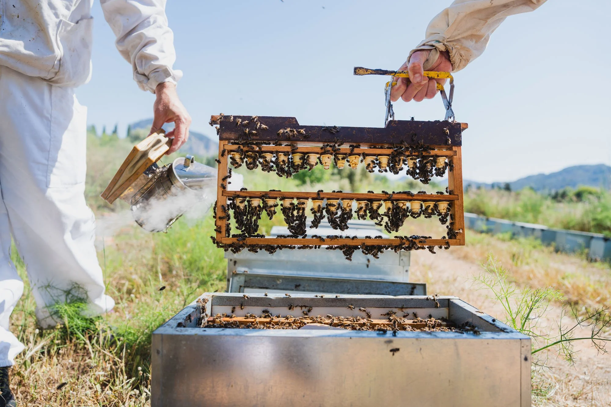 Dos personas en ropa blanca inspeccionan una colmena de abejas en un campo, cuidando las abejas y la miel en un ambiente al aire libre con colinas de fondo.