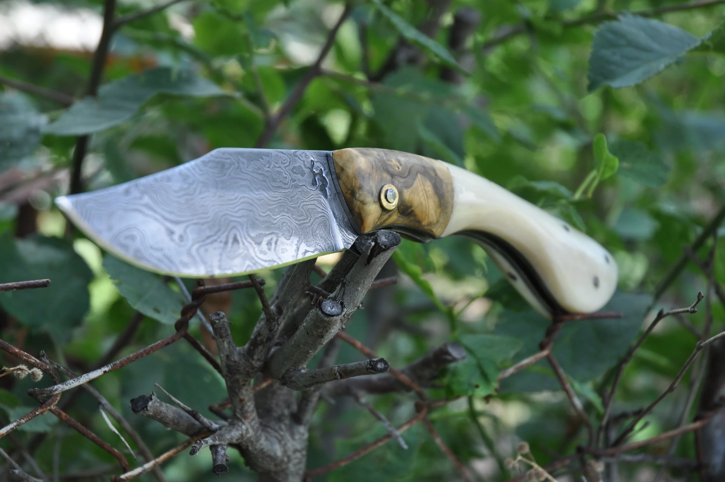 Un couteau pliant avec une lame en damas et une poignée en bois repose sur des branches d'un arbre avec des feuilles vertes
