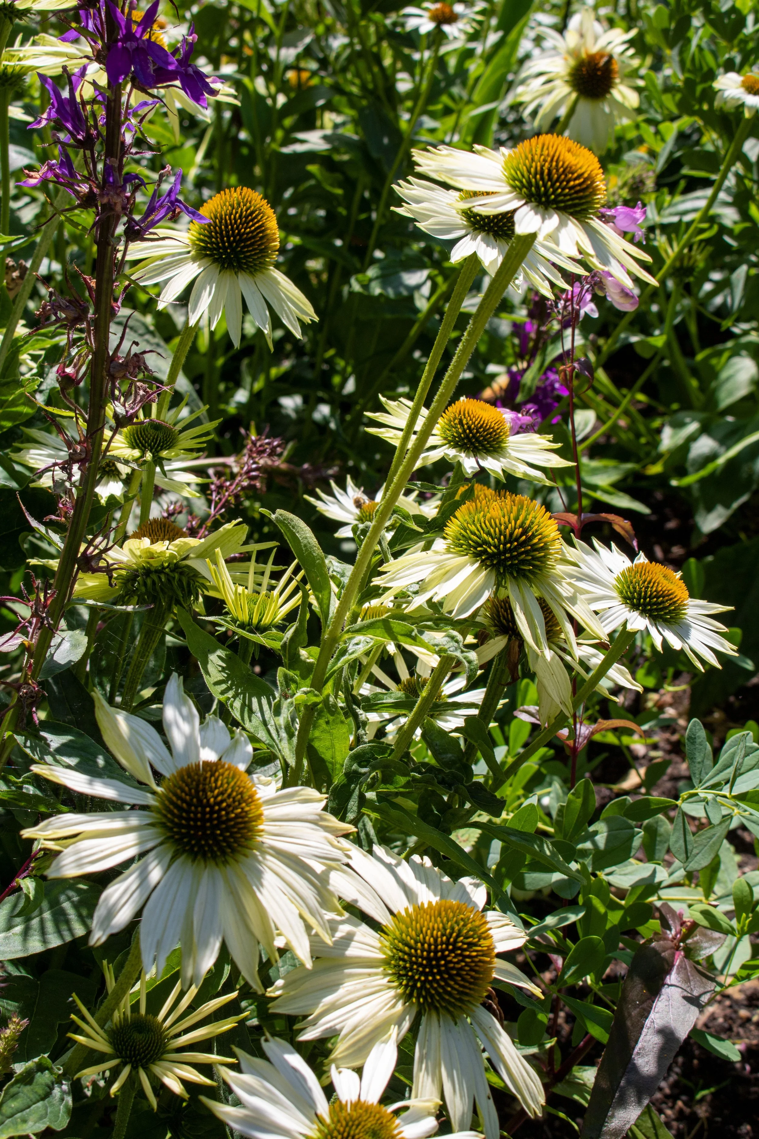 ternoir beplanting met echinacea.jpg