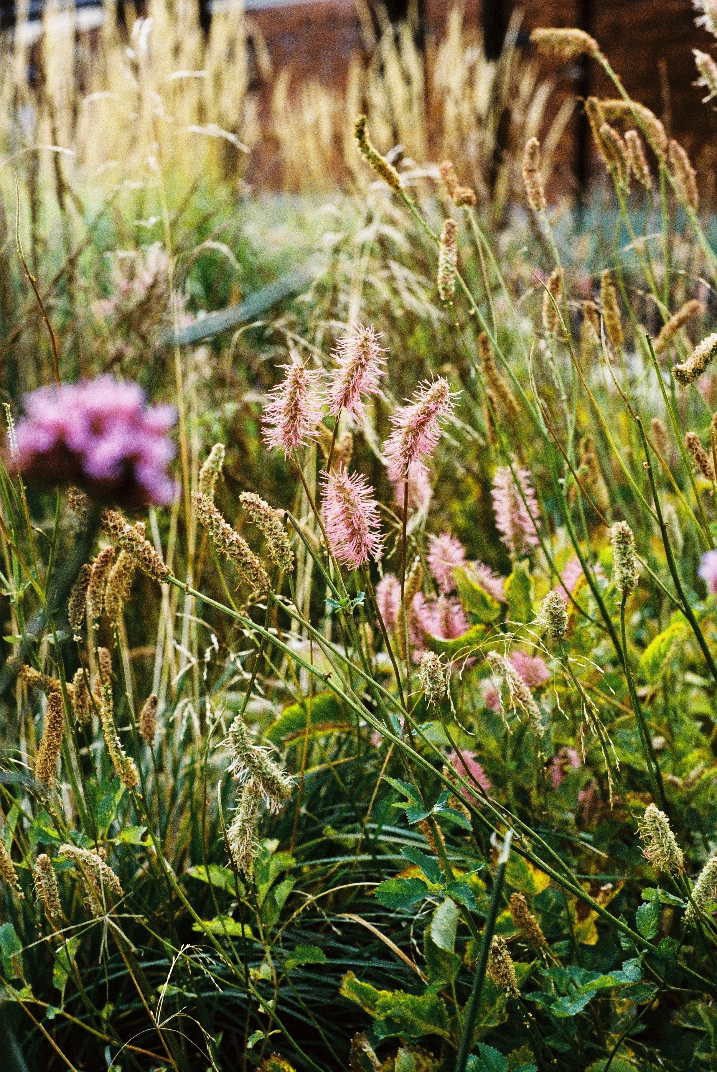 ternoir natuurlijke beplanting.jpg