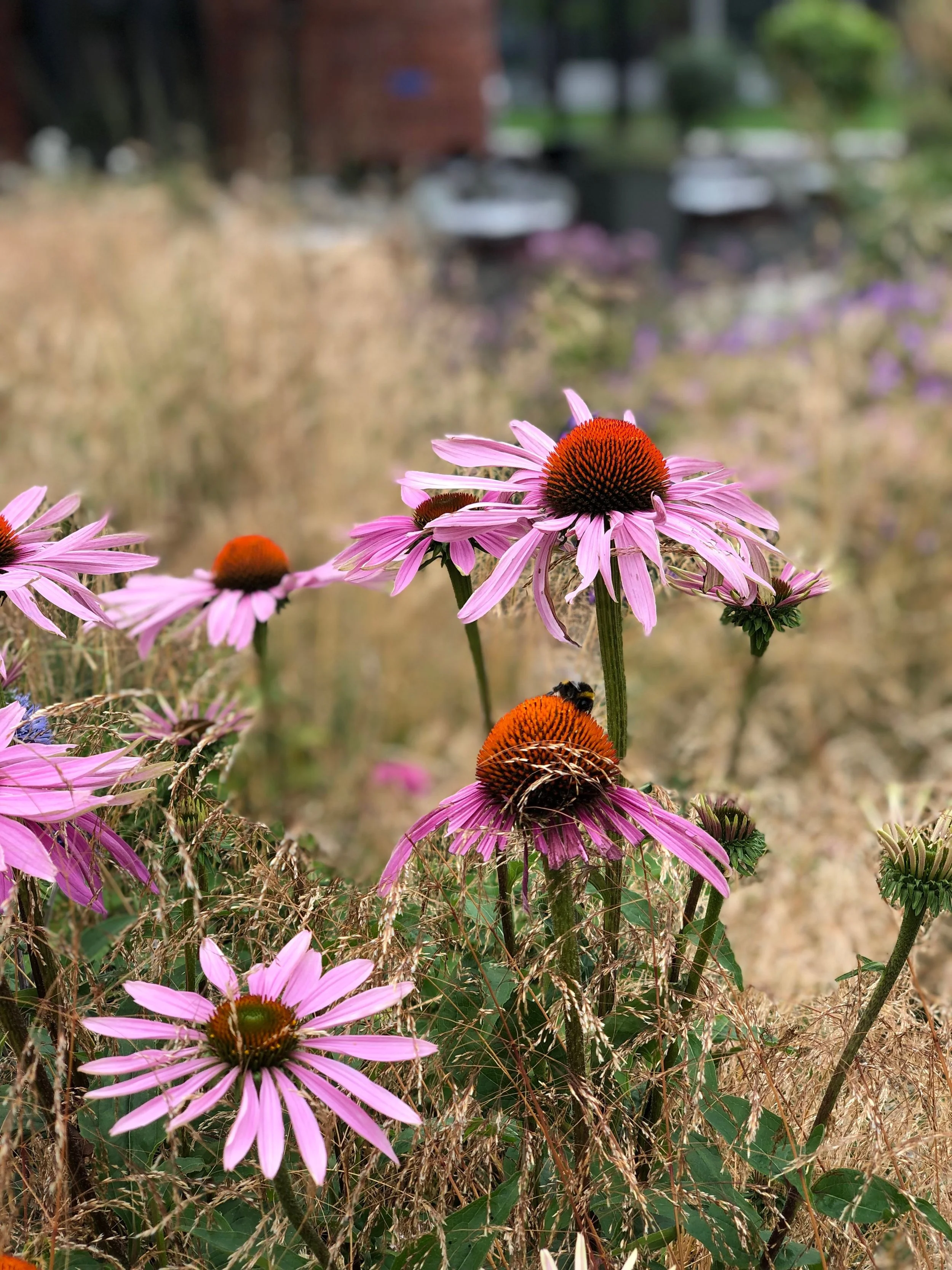 ternoir beplanting met echinacea 2.jpg