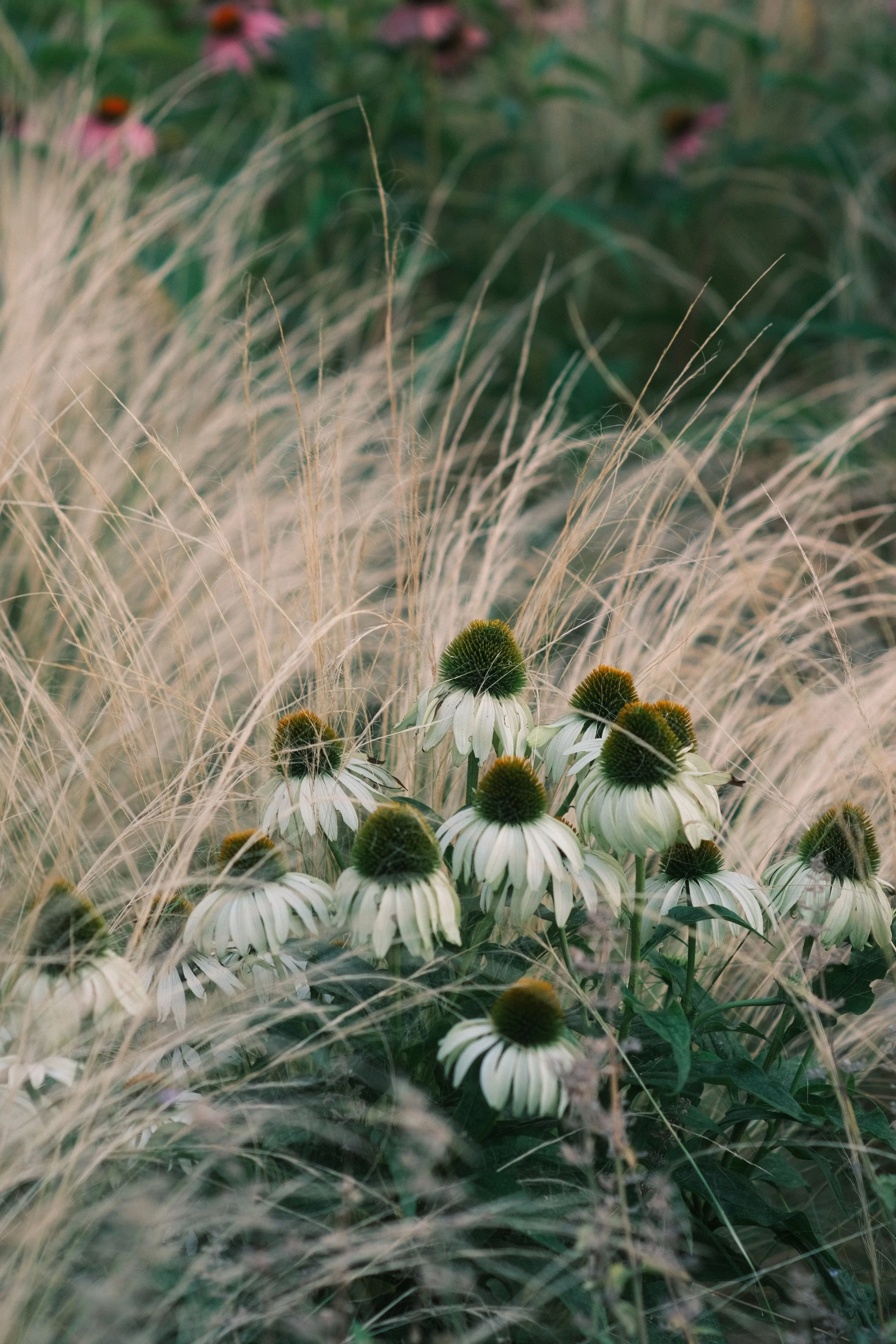 ternoir beplanting met echinacea en grassen.jpg
