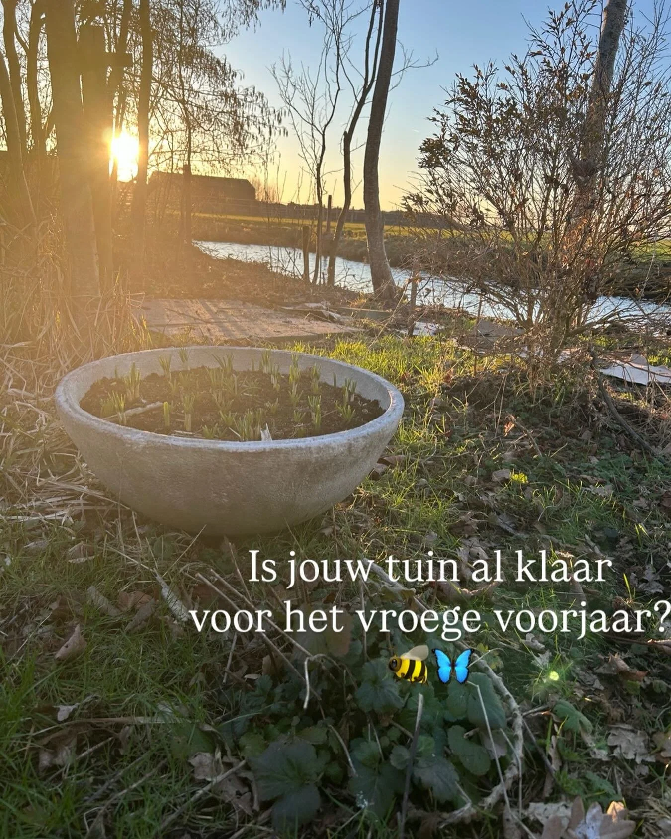🪻Vroegbloeiende planten en bollen, zoals krokussen, sneeuwklokjes, winterakoniet en wilgen, zijn in het vroege voorjaar (februari-april) cruciaal als voedselbron voor bijen die uit hun winterslaap komen. #vroegvoorjaar #nofilter #bijenhouden #kouded