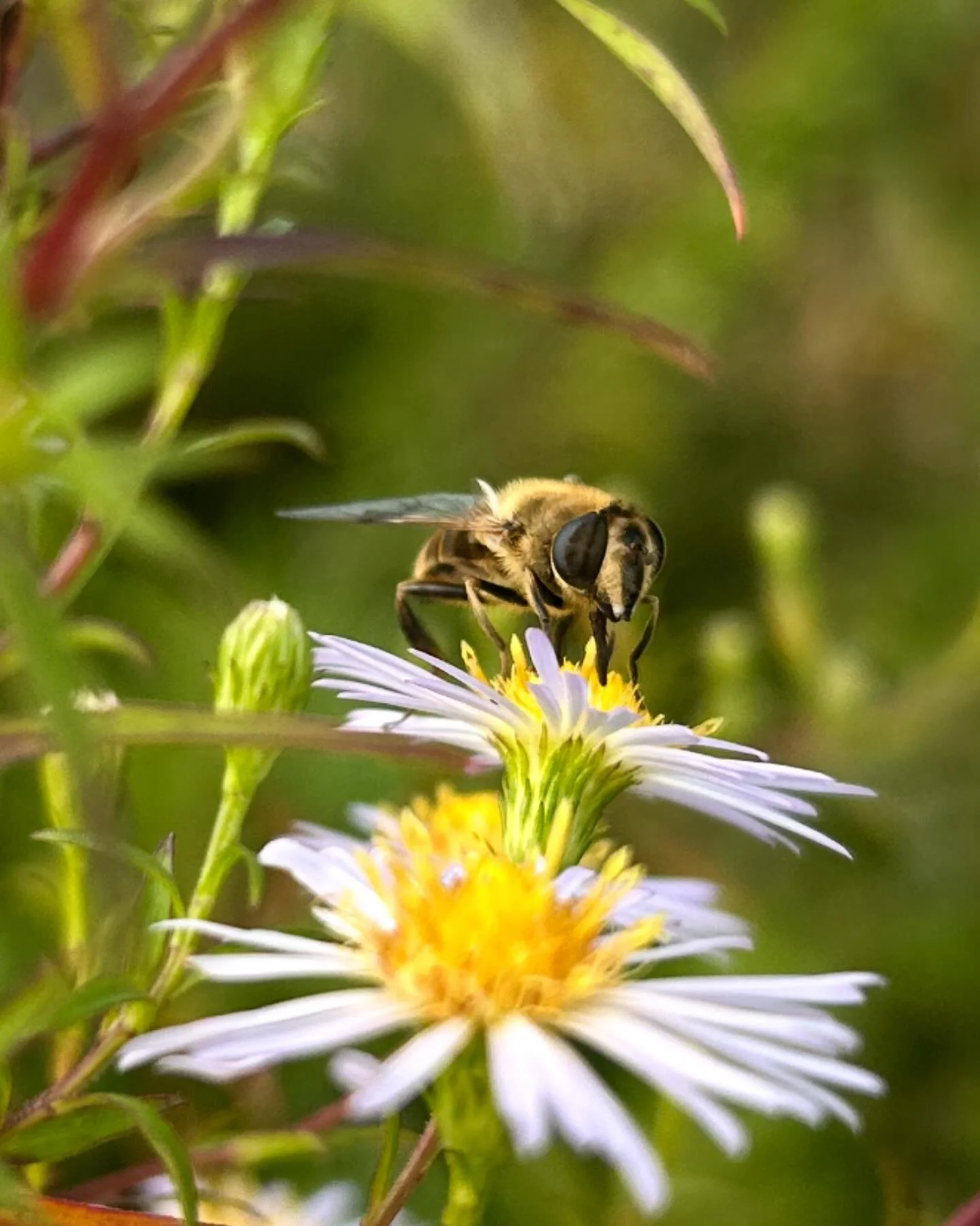 De blinde bij: niet blind en geen bij 🤯

Hoewel de blinde bij op een honingbij lijkt, behoort hij tot de zweefvliegen en leeft solitair. Hij bouwt geen nest en heeft geen angel. Blind staat hier gelijk aan doof, zoals bij een dovenetel, dus ongewape