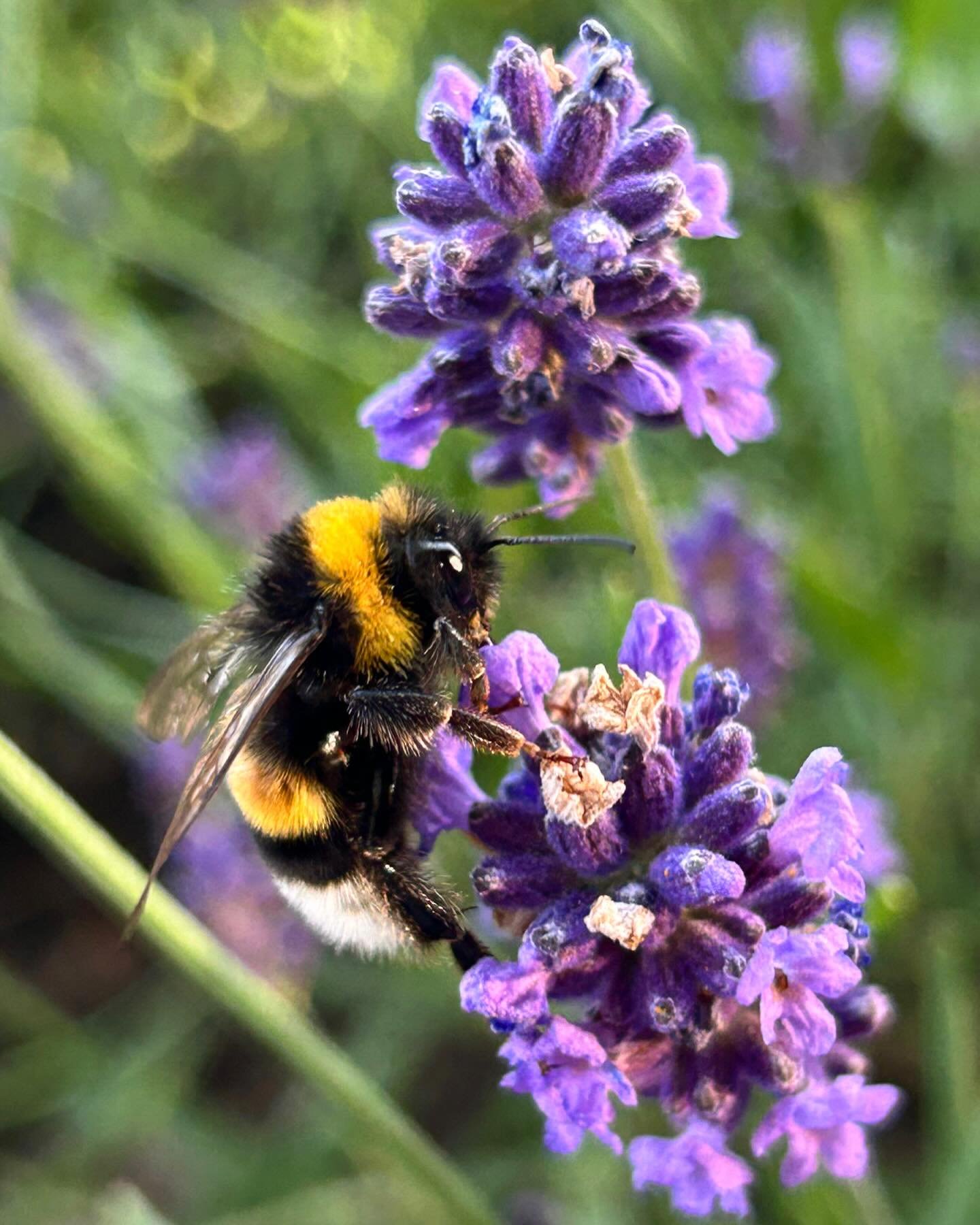 🐝Hommel op Lavendel💜
Wist je dat paarse bloemen aantrekkelijk zijn voor bijen en hommels, omdat ze deze kleur beter kunnen waarnemen dan andere kleuren? 
#deeljebij #bijenstichting #helpdehommel #reddebij #maaiminder #biodiversiteit #wistjedat