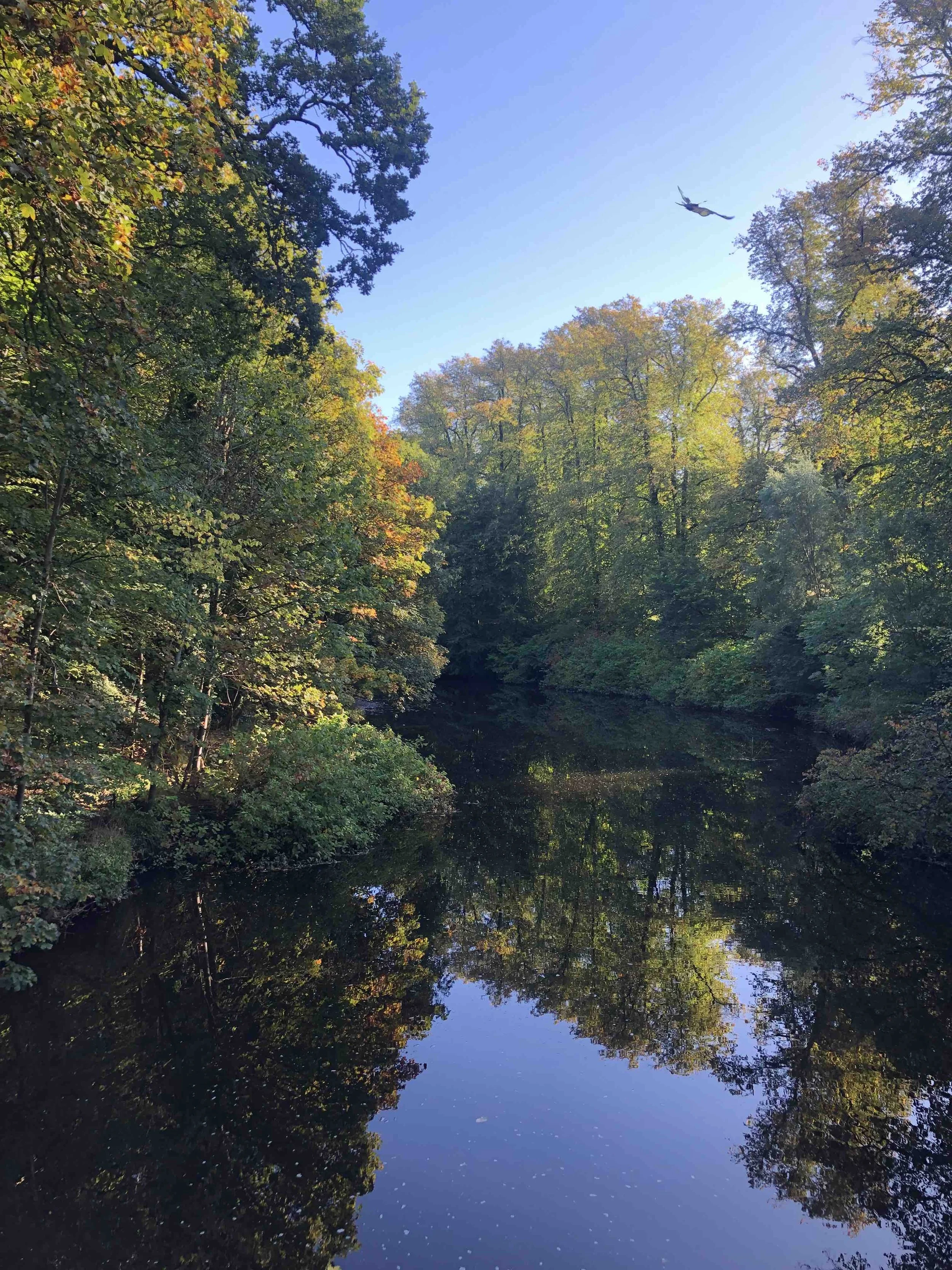 River with trees and bird flying - Linn Park, Glasgow