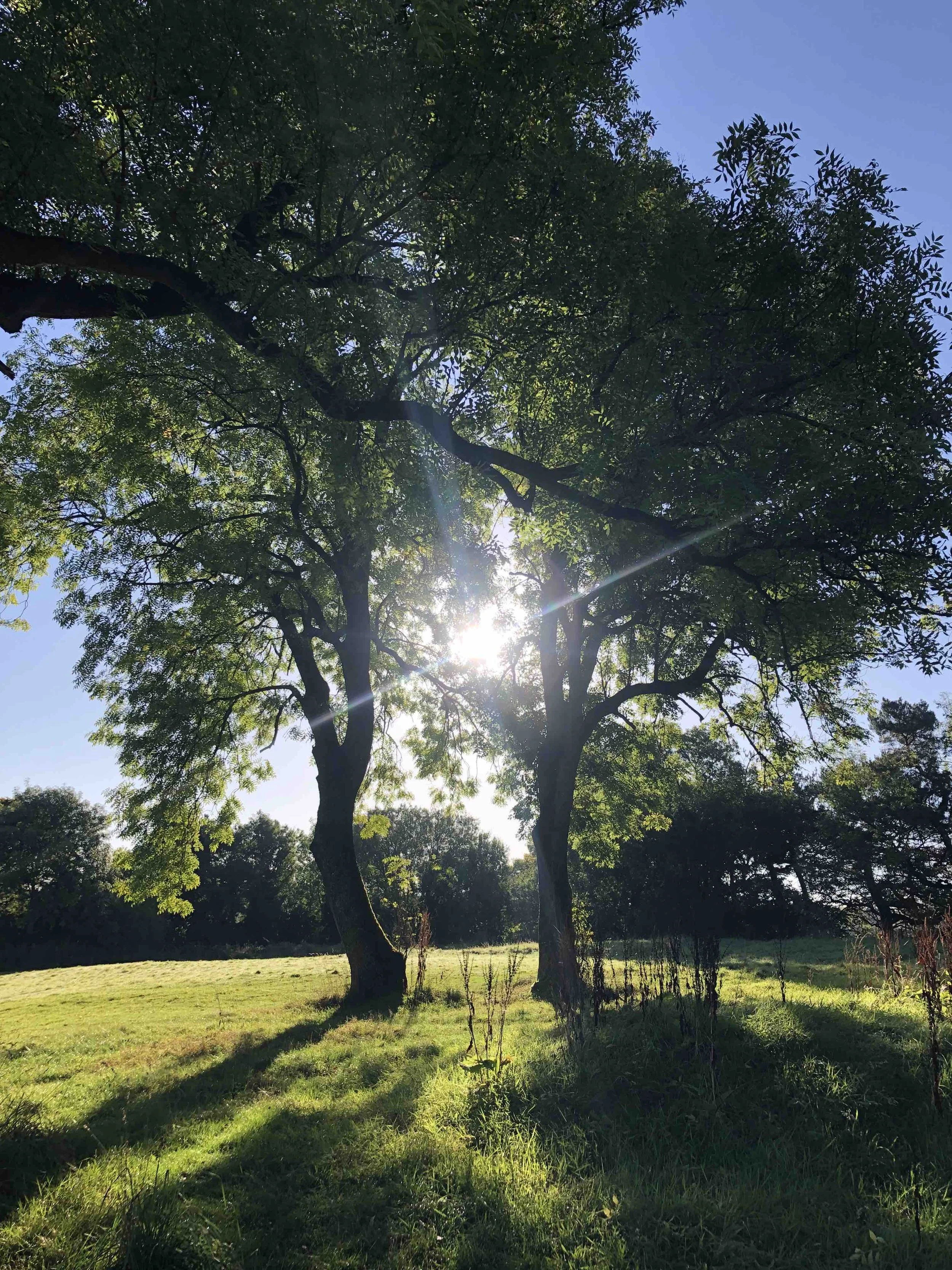Sun shining through two trees - Linn Park, Glasgow