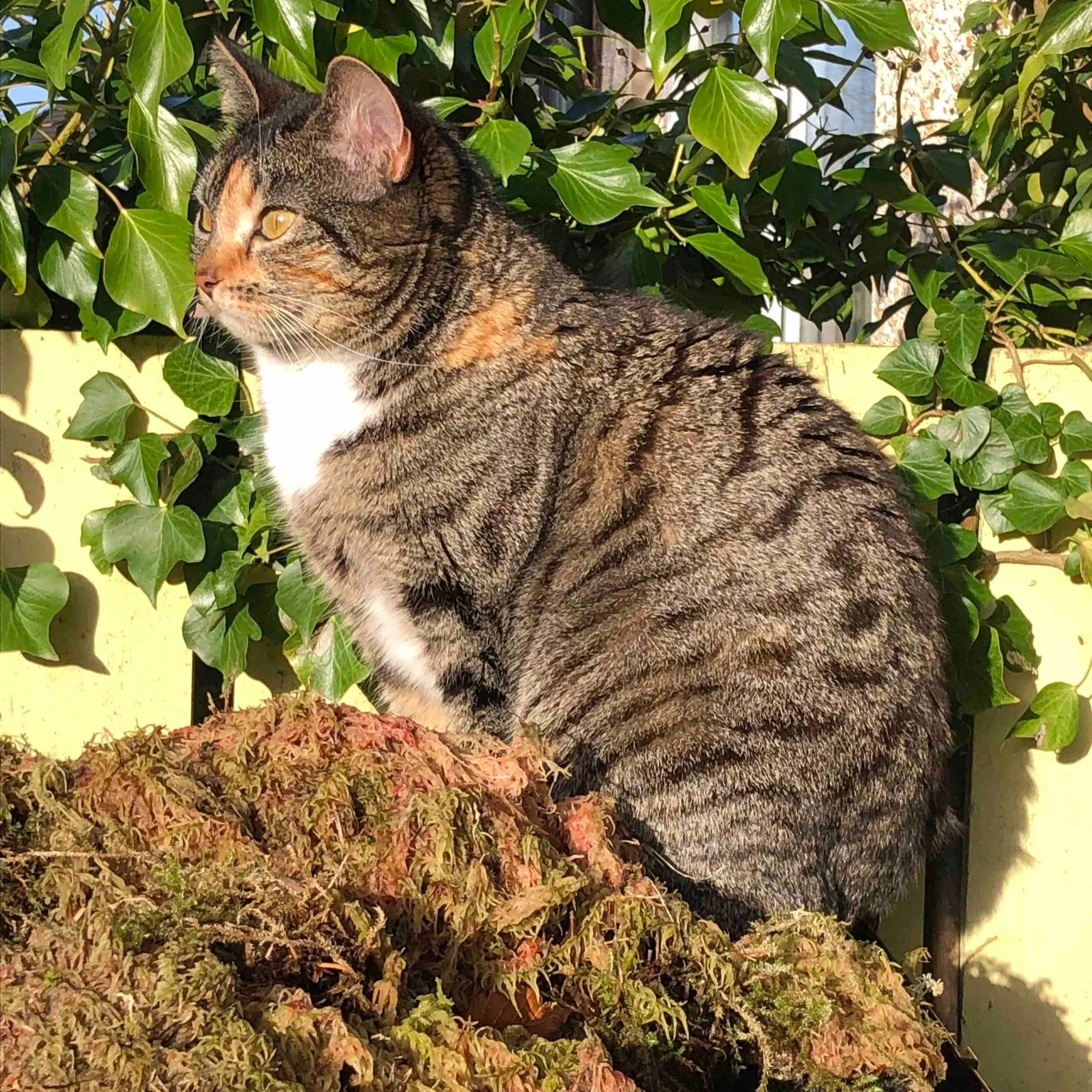 Cat sat in the sun - Cathcart, Glasgow