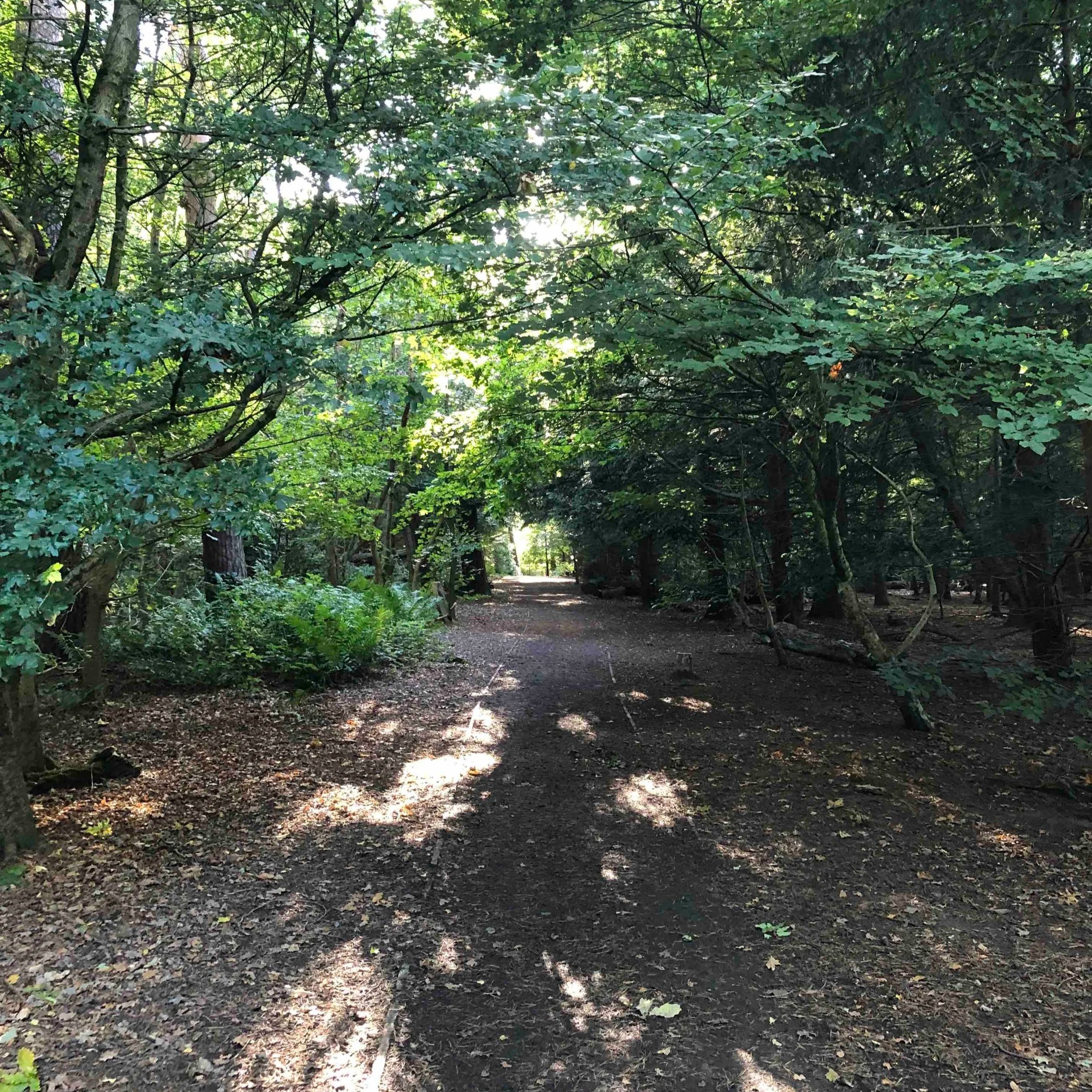 Path surrounded by trees - Linn Park, Glasgow