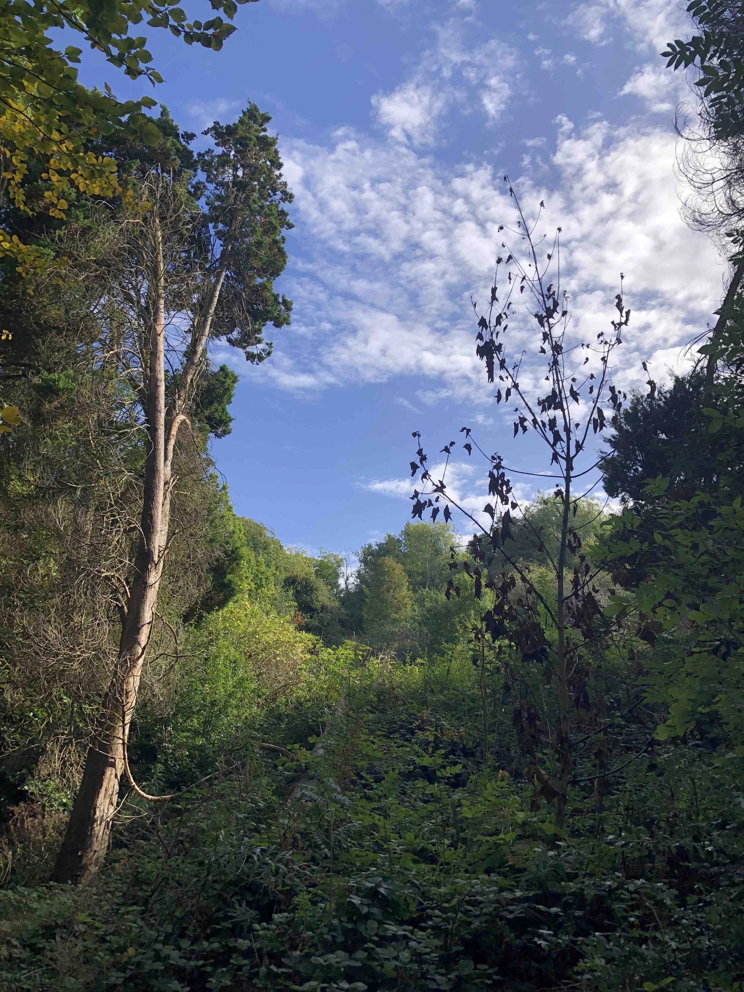 Trees and clouds with blue sky - Linn Park, Glasgow