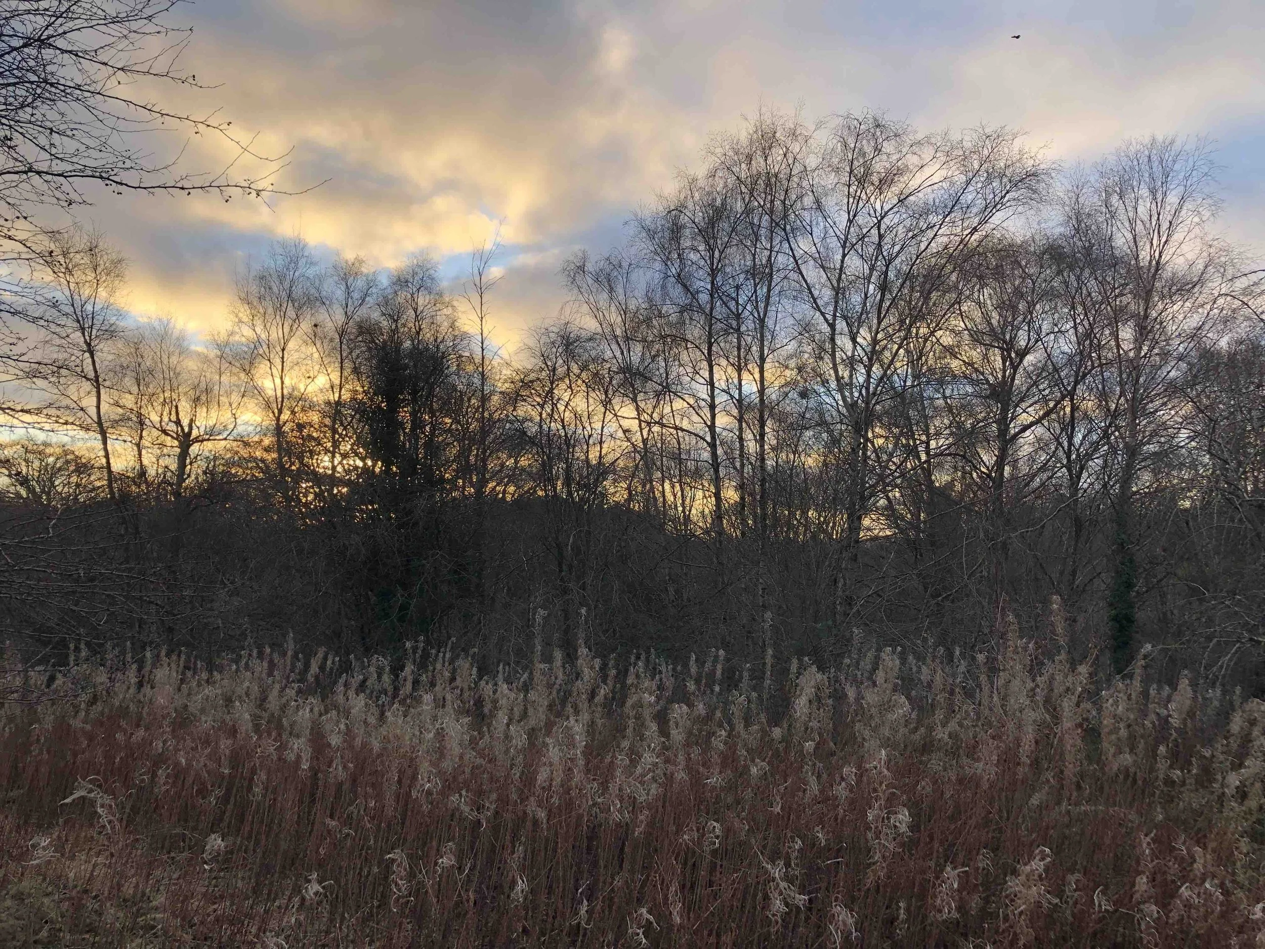 Trees with sunset through clouds - Linn Park, Glasgow