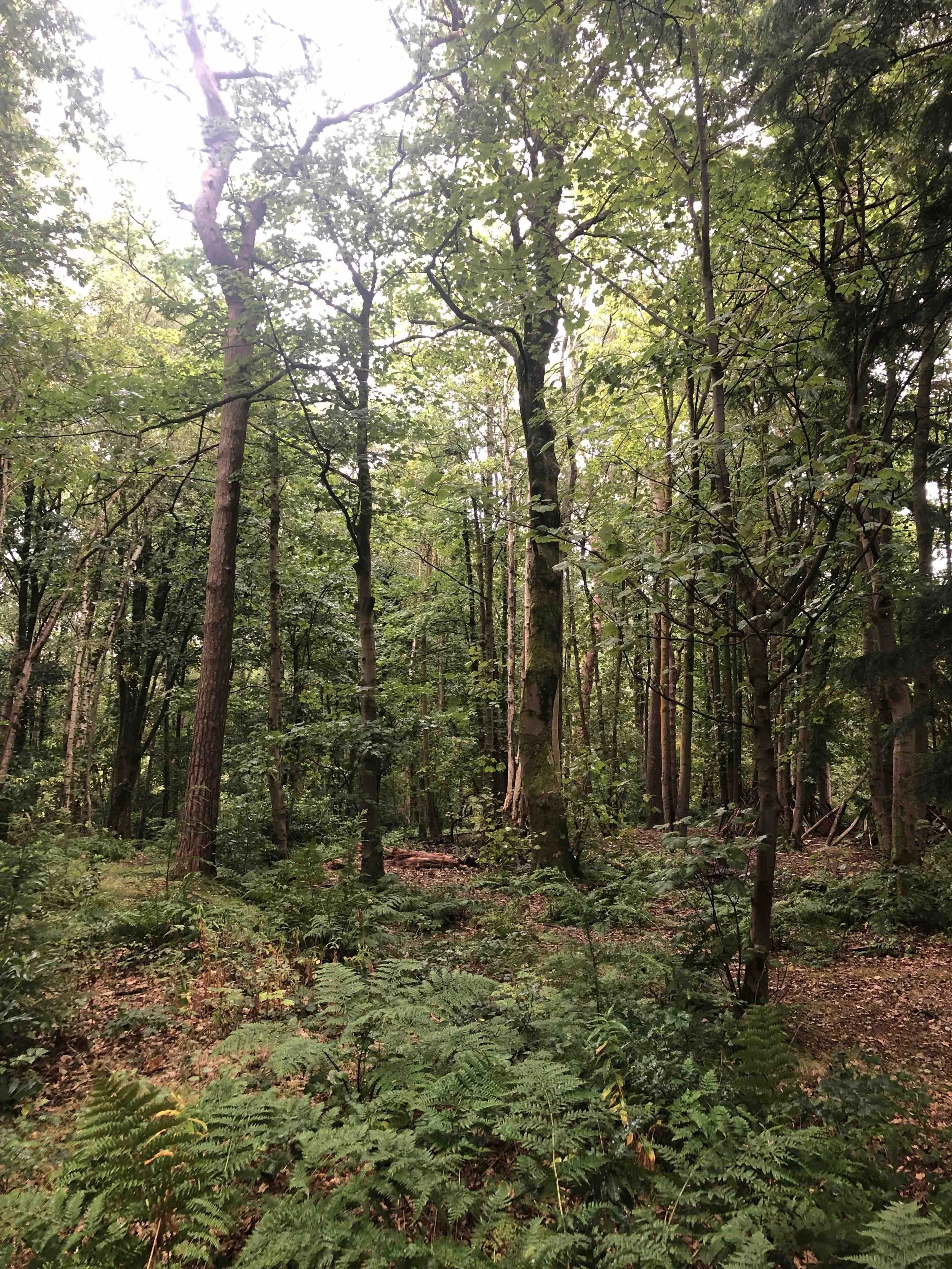 Forest with trees - Linn Park, Glasgow