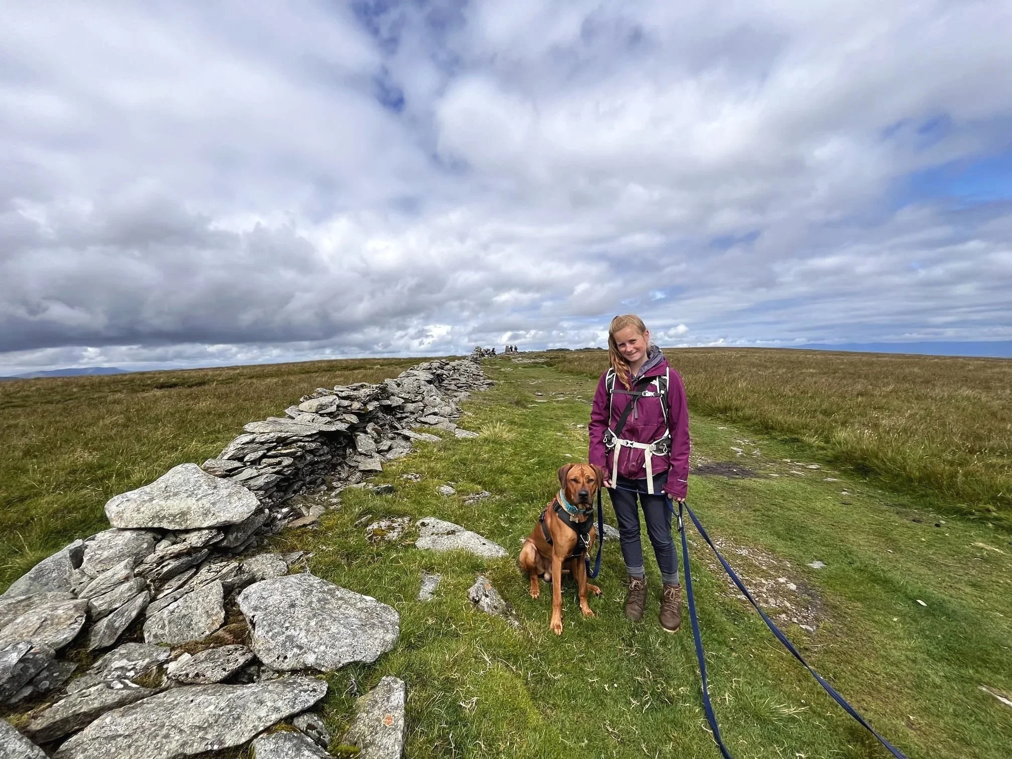 A young girl with blonde hair wearing a purple jacket and grey hiking shoes standing on a grassy trail with a Rhodesian Ridgeback dog next to her, along a rocky stone wall on a cloudy day on a hike in the lake district.