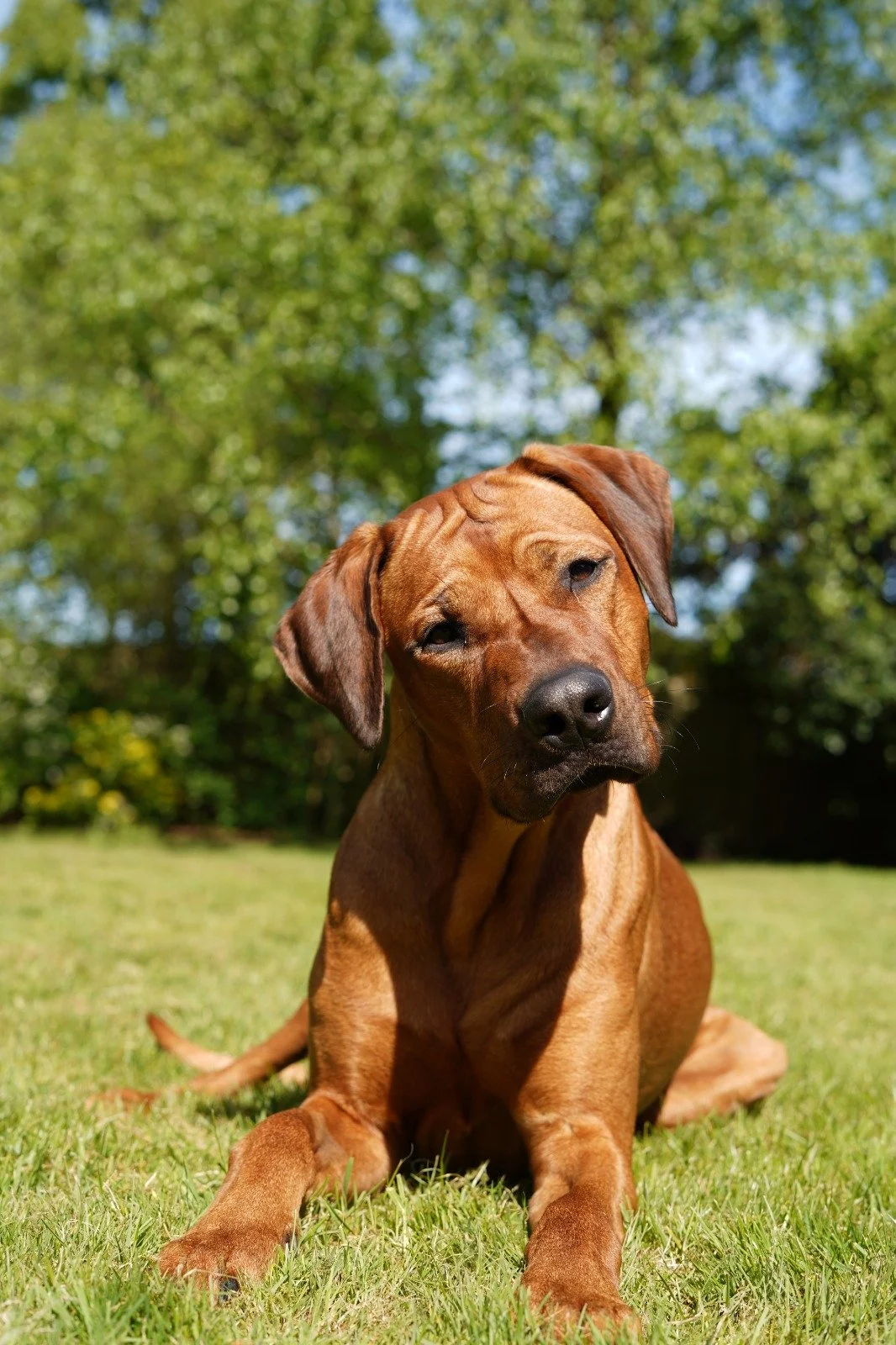 A Rhodesian Ridgeback dog lying on green grass with trees and blue sky in the background.