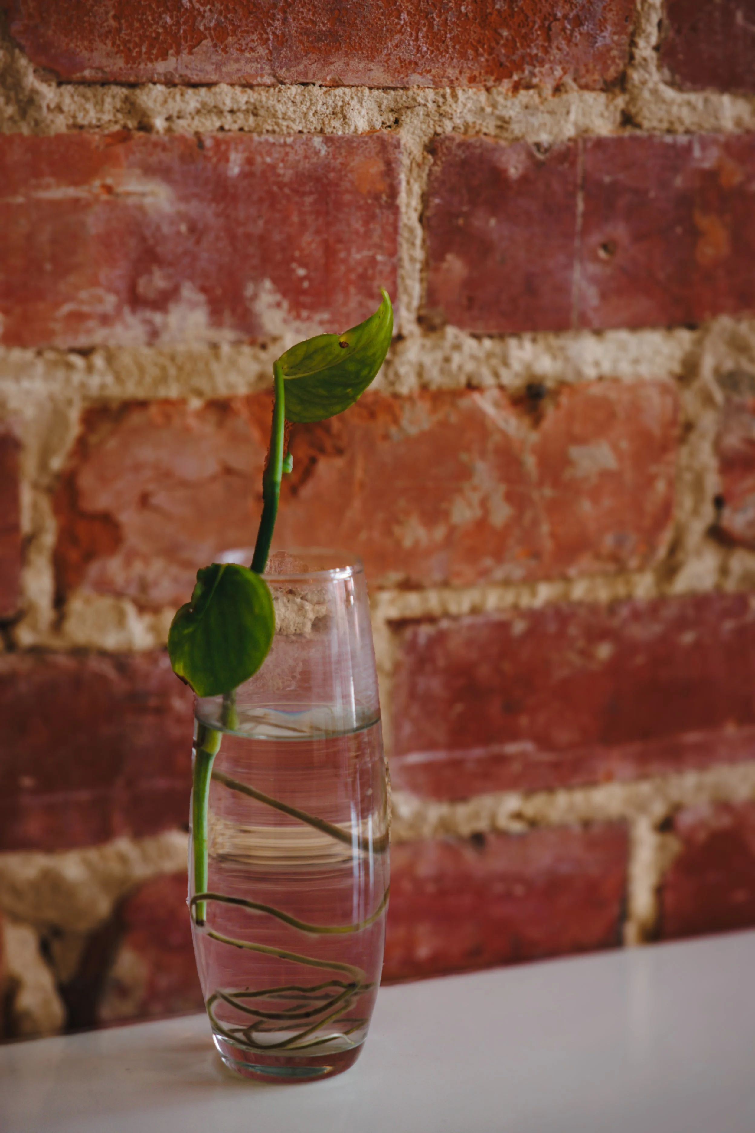 A green plant with large leaves in a tall, clear glass filled with water, set against a red brick wall background.