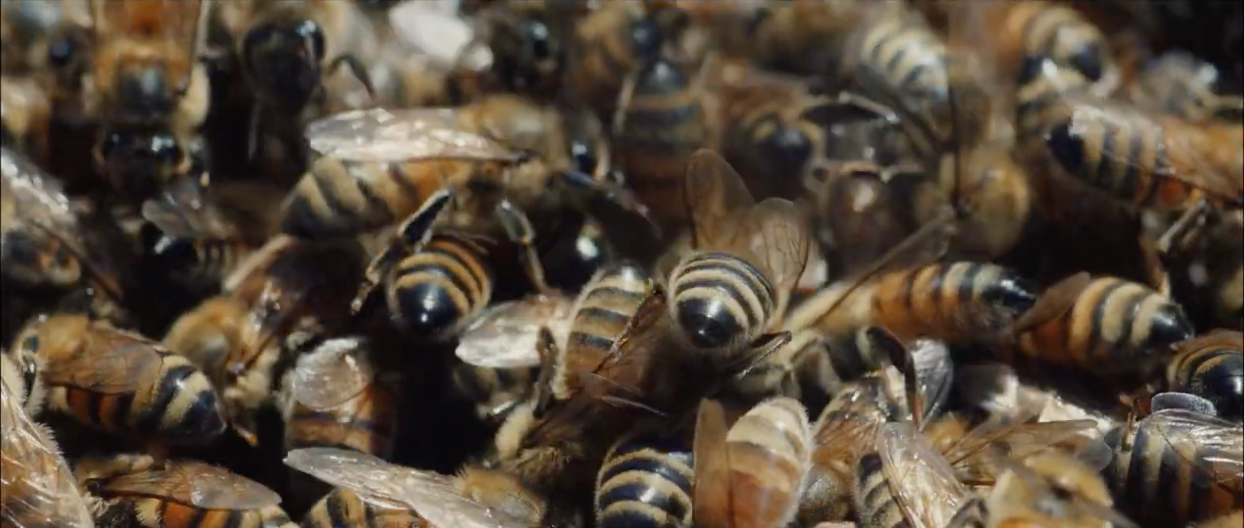 HONEY+2.png