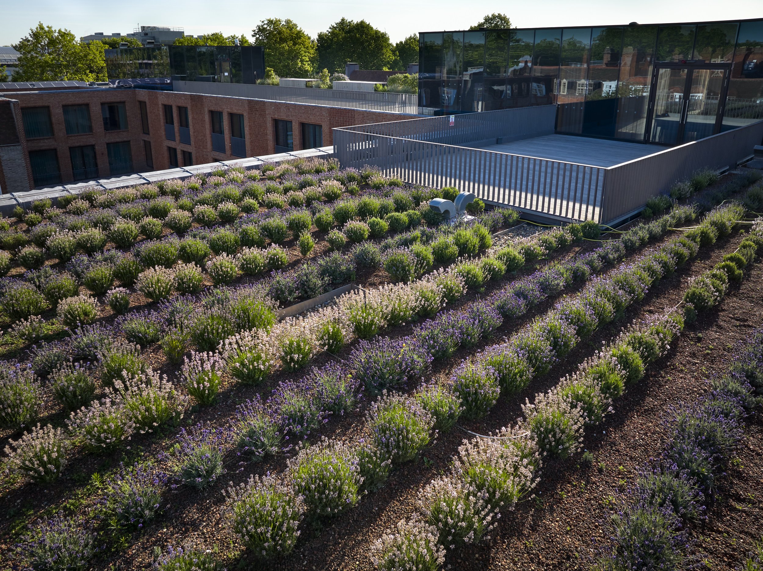 BHSLA-Newnham-College-garden_ Guillaume Baltz Landscape Design (18).jpg