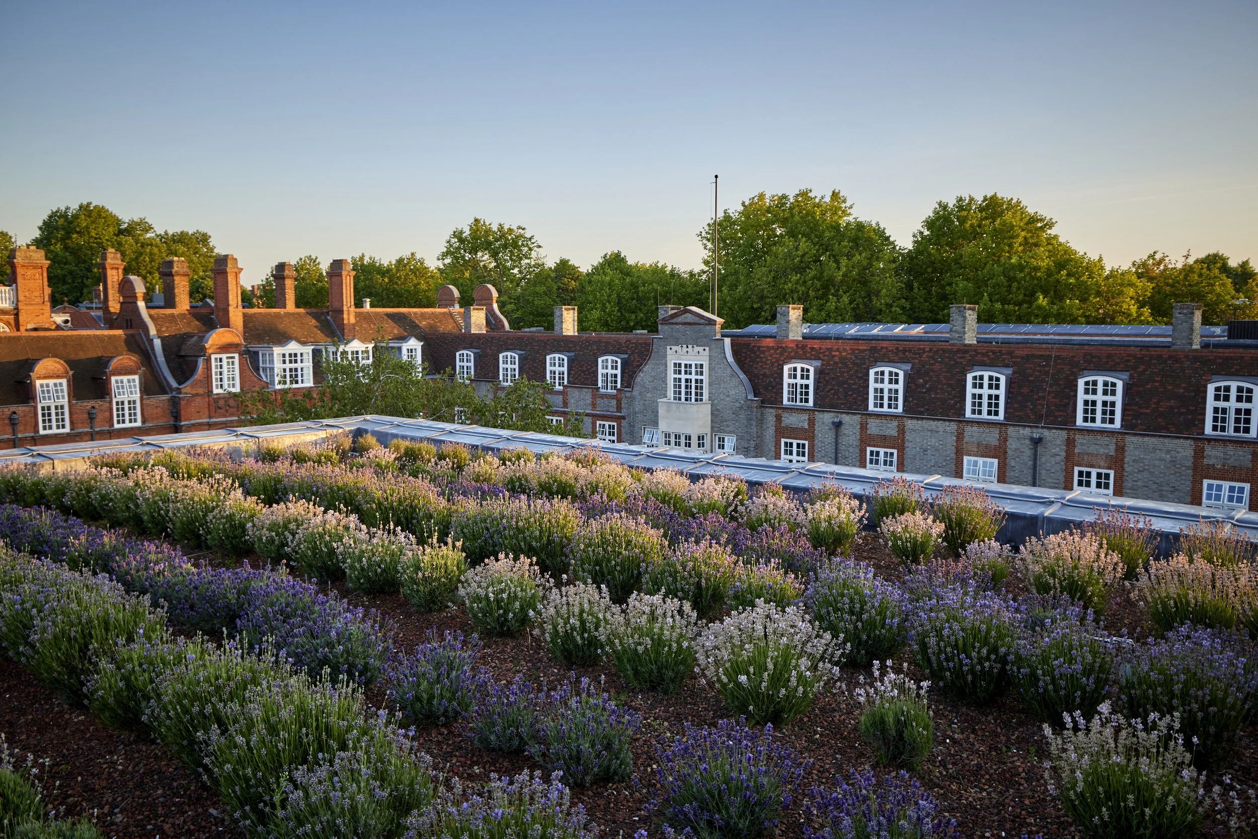 BHSLA-Newnham-College-garden_ Guillaume Baltz Landscape Design (19).jpg