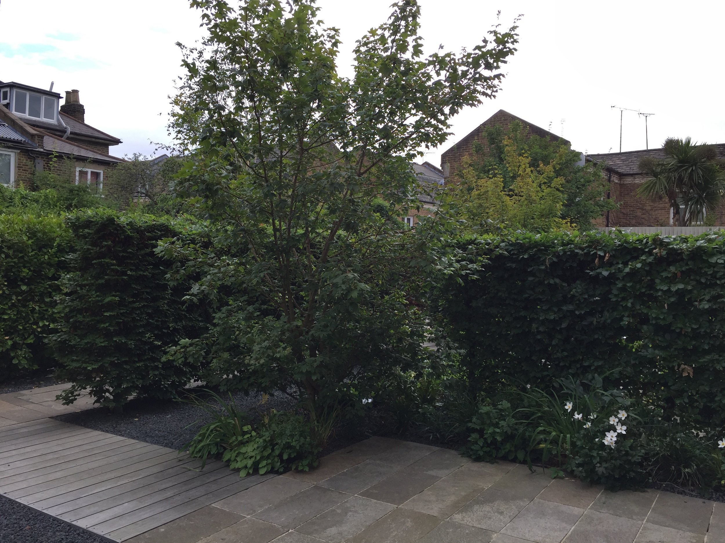 Paradise Gardens, Ravenscourt Road Guillaume Baltz Landscape Design (7).jpg