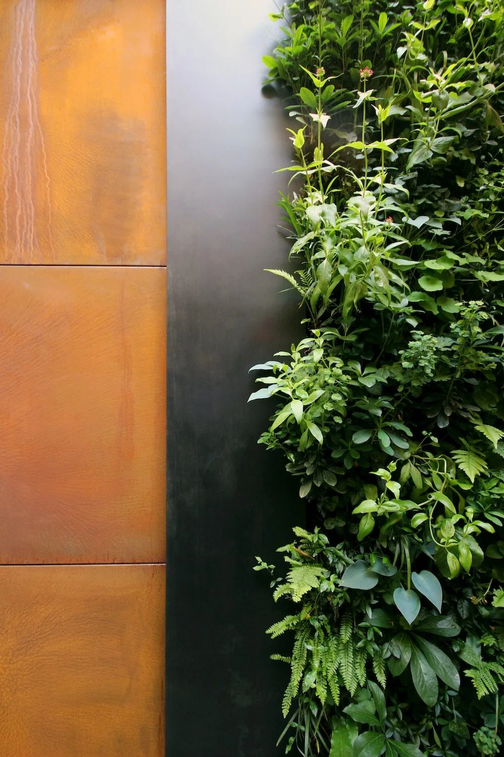 Green leafy plants growing against a dark wall and a wooden panel.