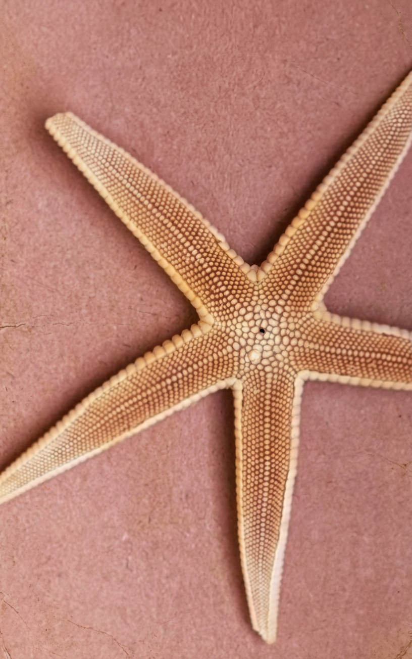 A close-up of a starfish with five arms, featuring small white and brown textured bumps on its surface, lying on a pinkish background.