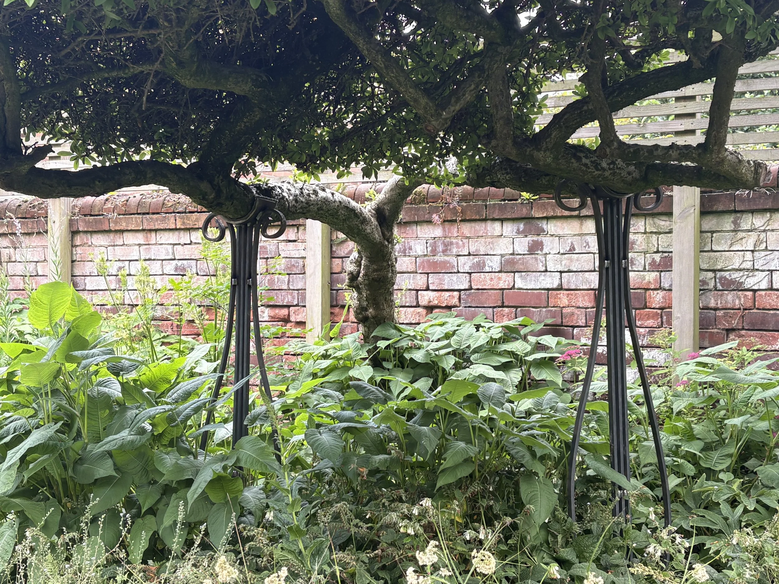 Made and installed two tree branch supports.